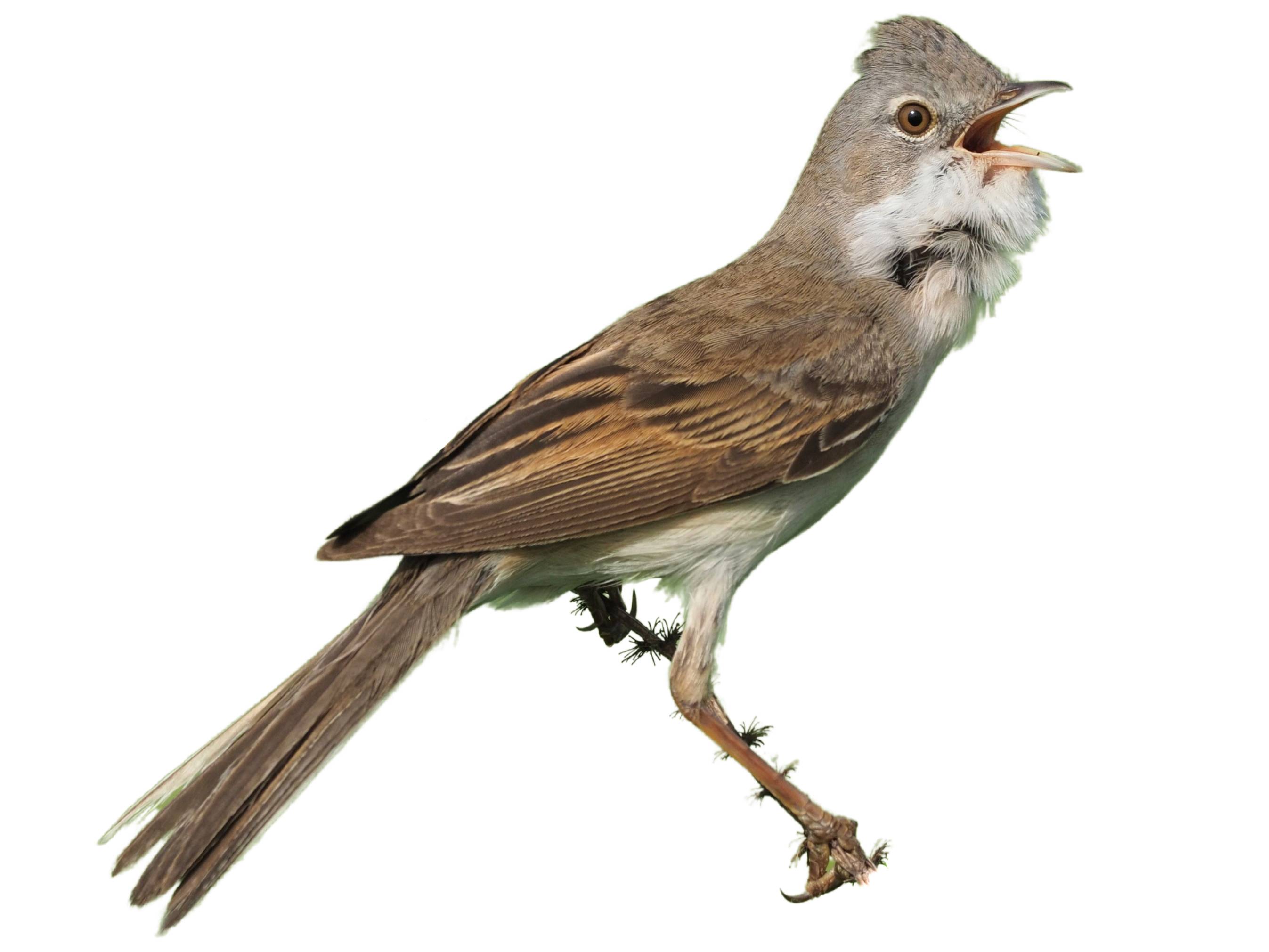 A photo of a Common Whitethroat (Curruca communis), male