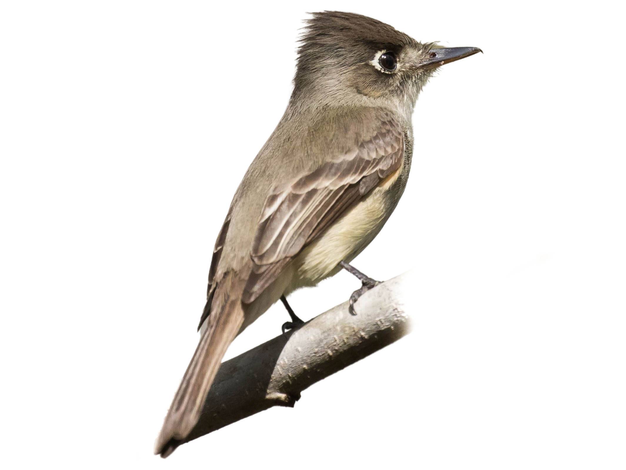 A photo of a Cuban Pewee (Contopus caribaeus)