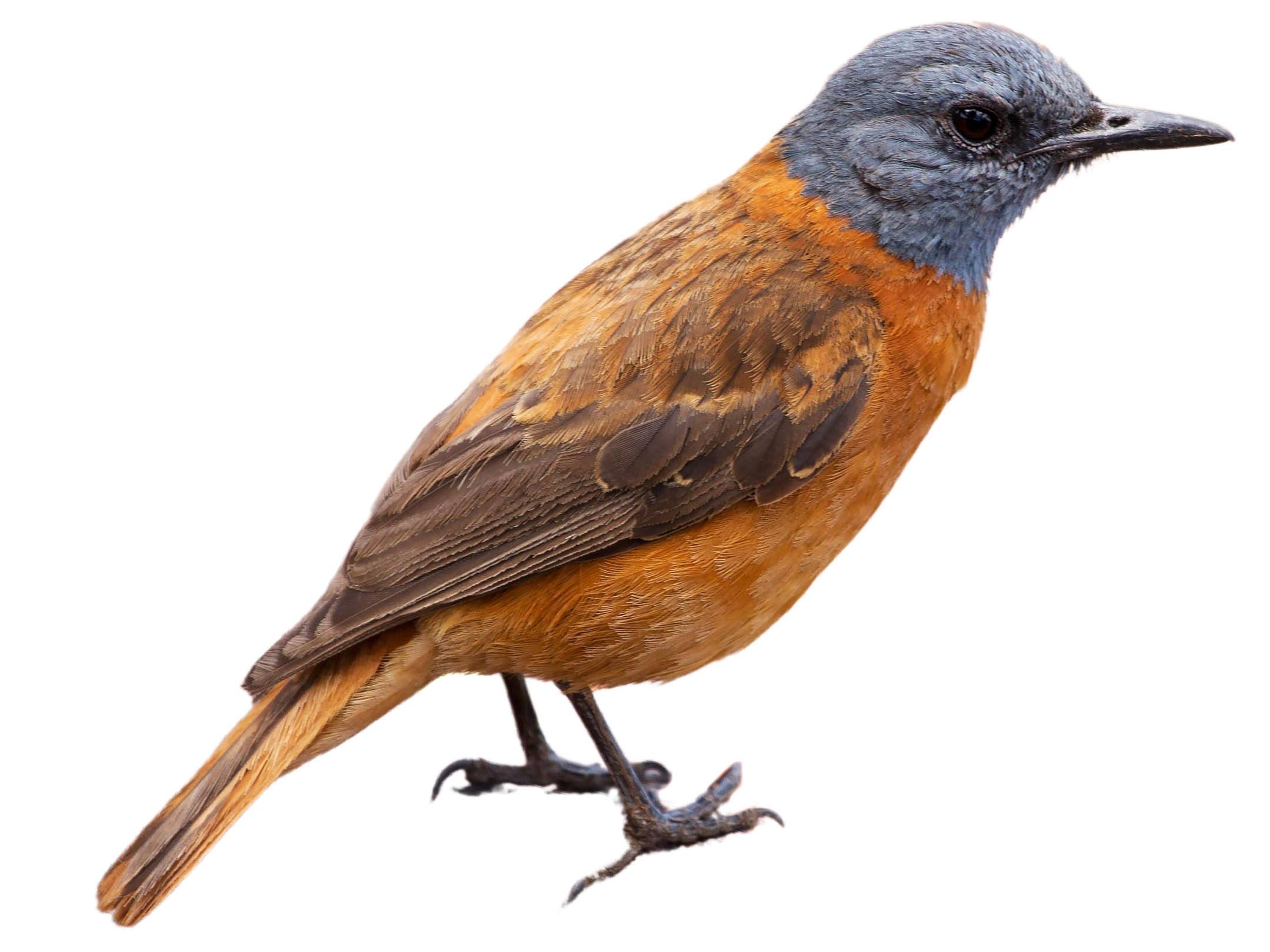 A photo of a Cape Rock Thrush (Monticola rupestris), male