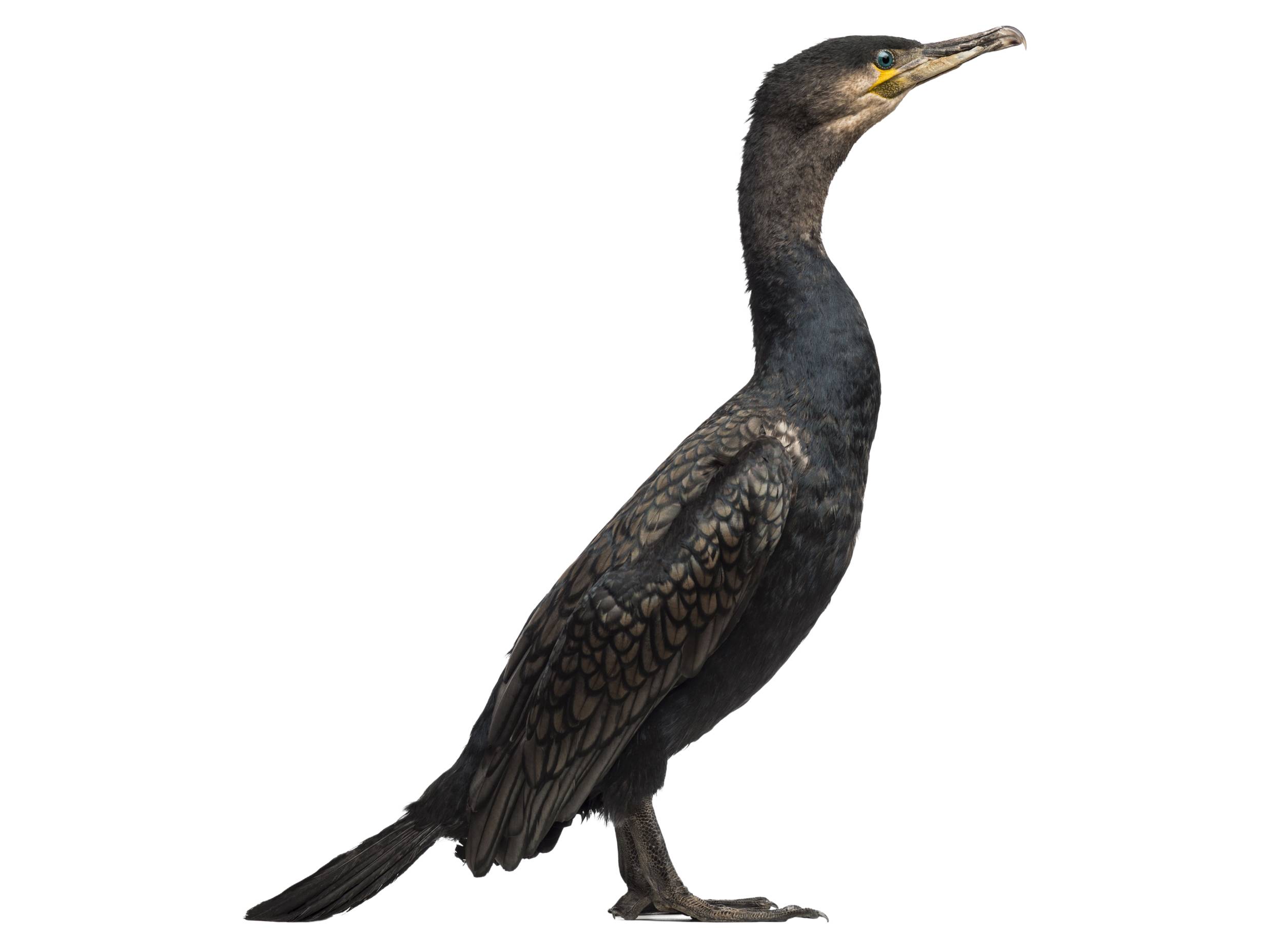 A photo of a Great Cormorant (Phalacrocorax carbo)