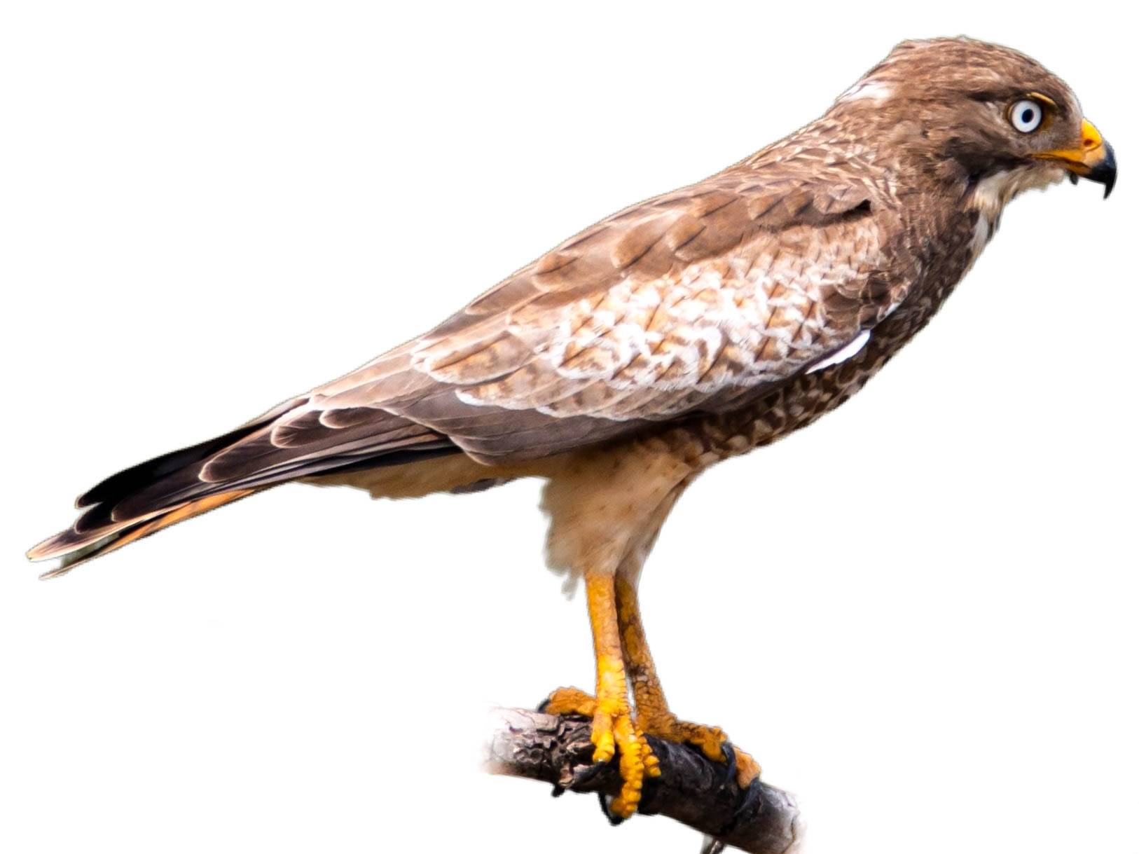 A photo of a White-eyed Buzzard (Butastur teesa)