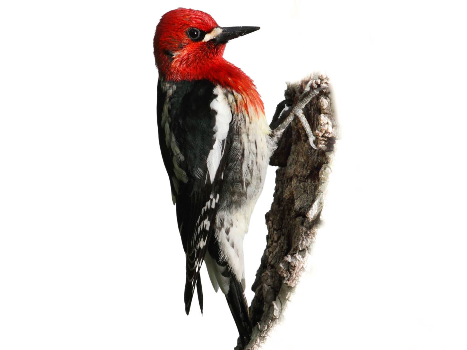 A photo of a Red-breasted Sapsucker (Sphyrapicus ruber)