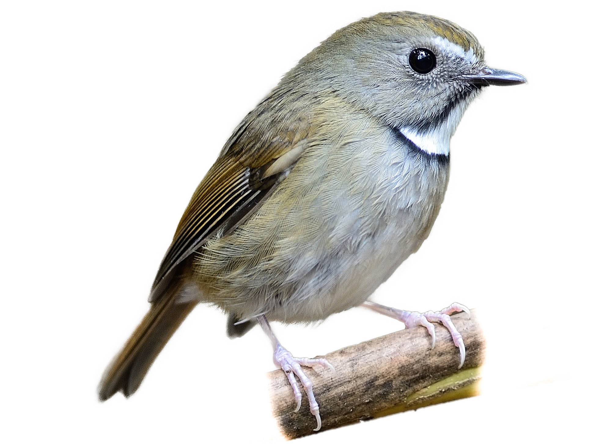 A photo of a White-gorgeted Flycatcher (Anthipes monileger)