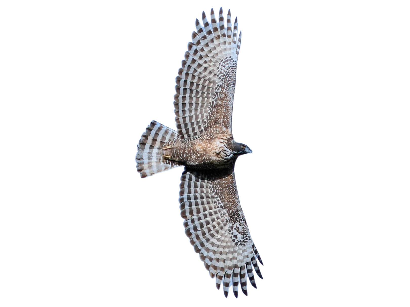 Mountain Hawk-Eagle (Nisaetus nipalensis) identification - Birda