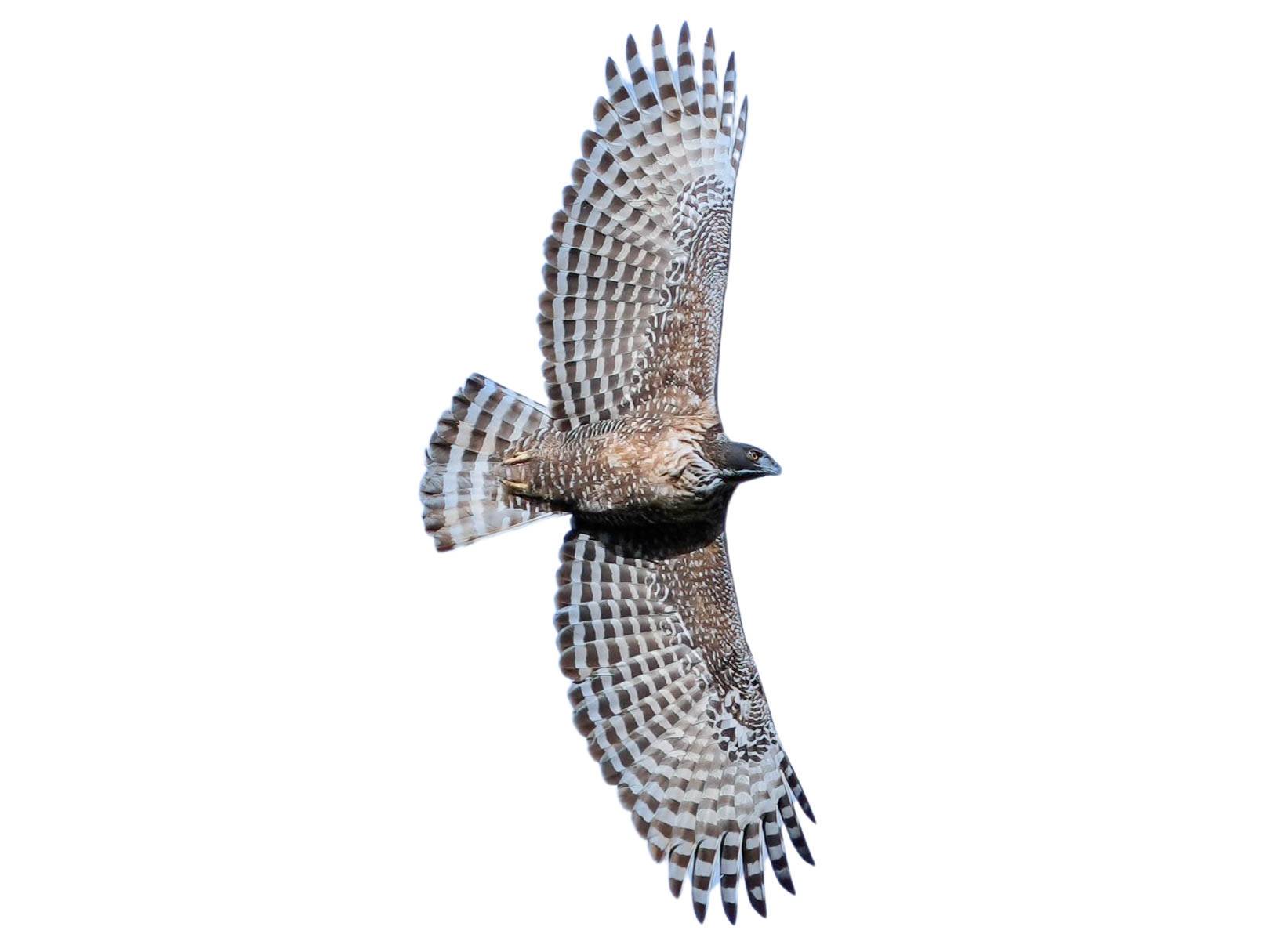 A photo of a Mountain Hawk-Eagle (Nisaetus nipalensis)