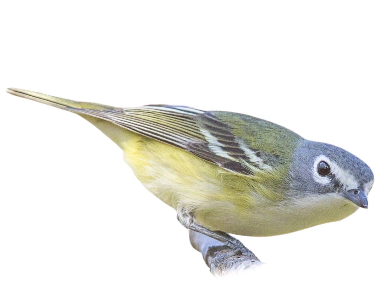 A photo of a Blue-headed Vireo (Vireo solitarius)