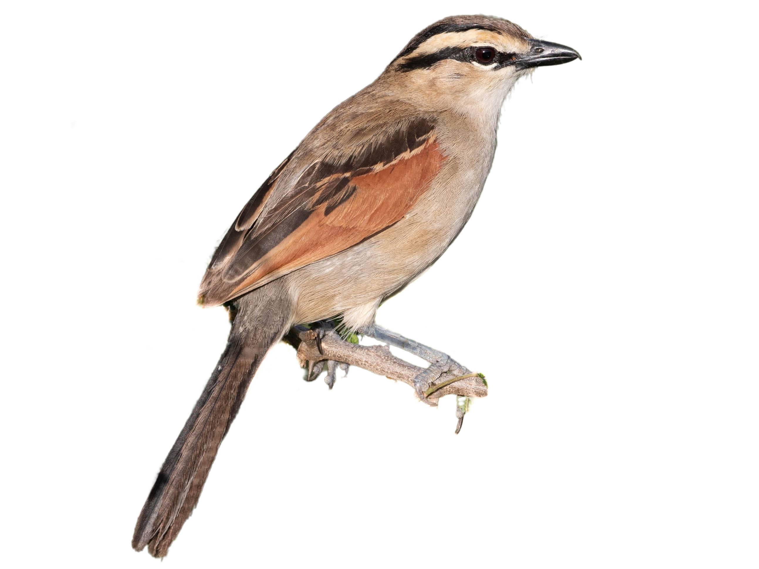 A photo of a Brown-crowned Tchagra (Tchagra australis)