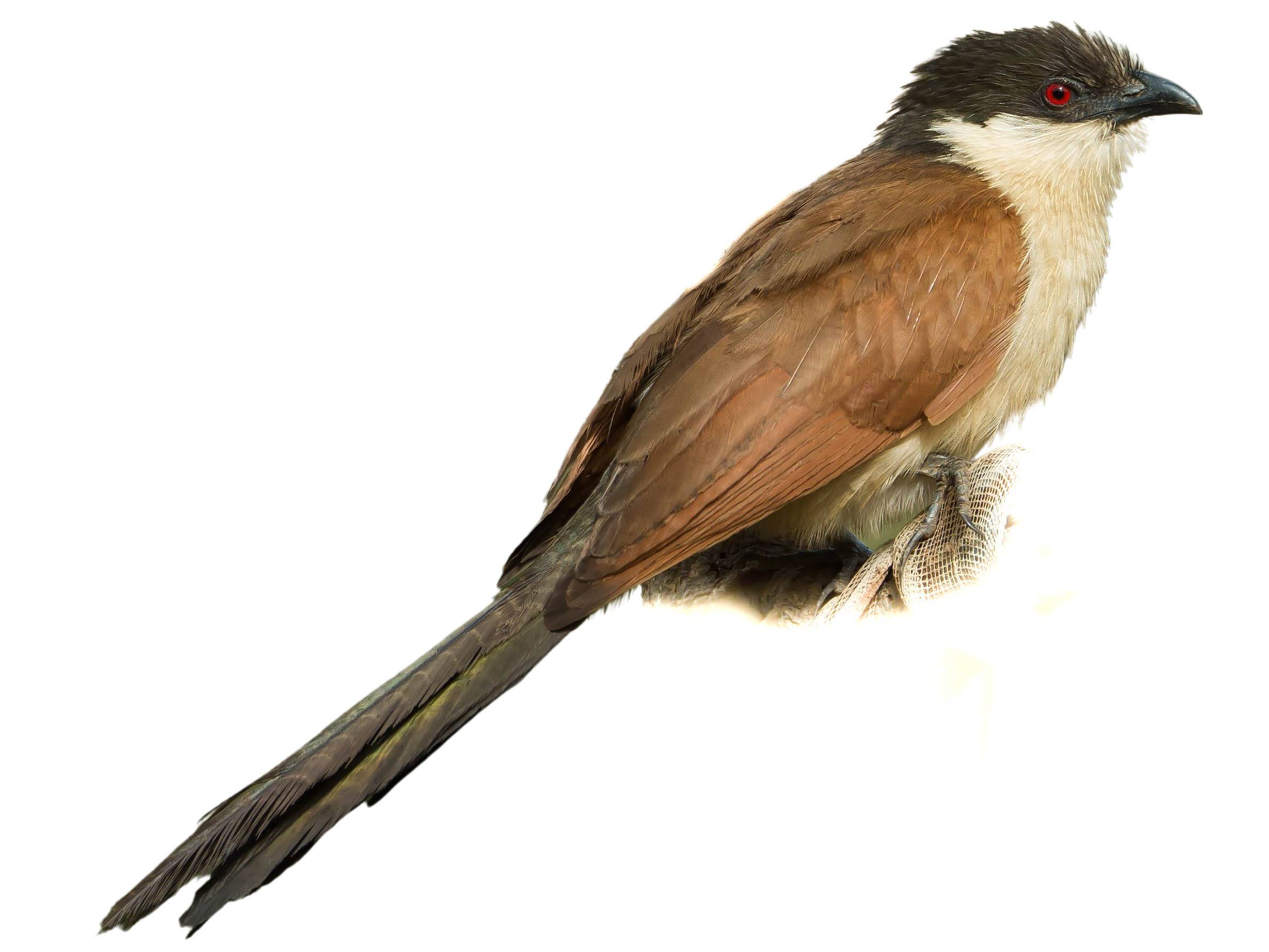 A photo of a Senegal Coucal (Centropus senegalensis)