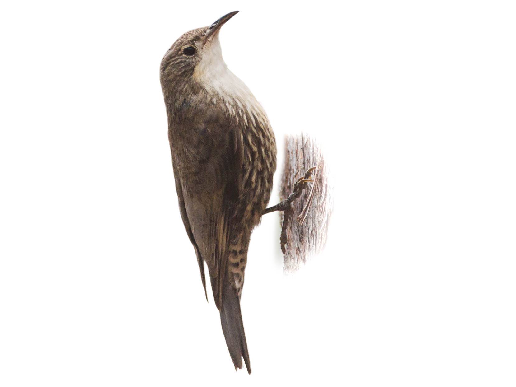 A photo of a White-throated Treecreeper (Cormobates leucophaea)