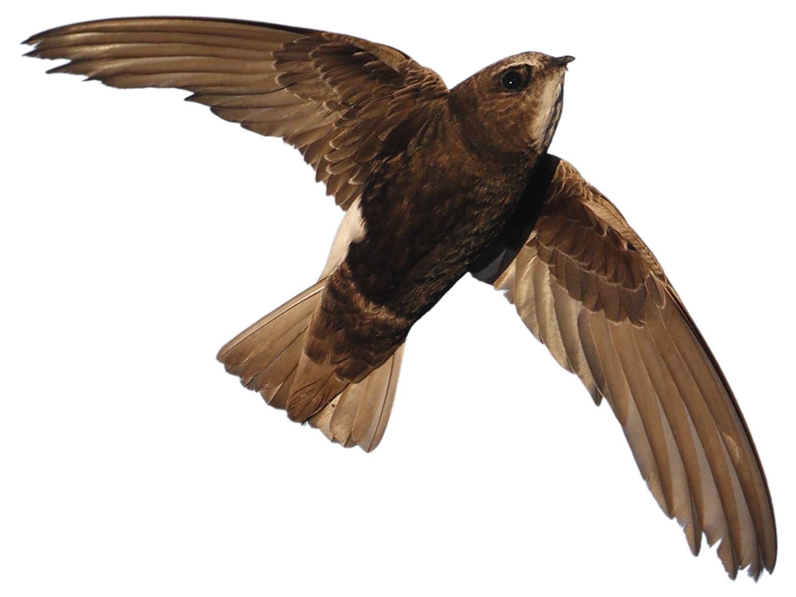 A photo of a Little Swift (Apus affinis)