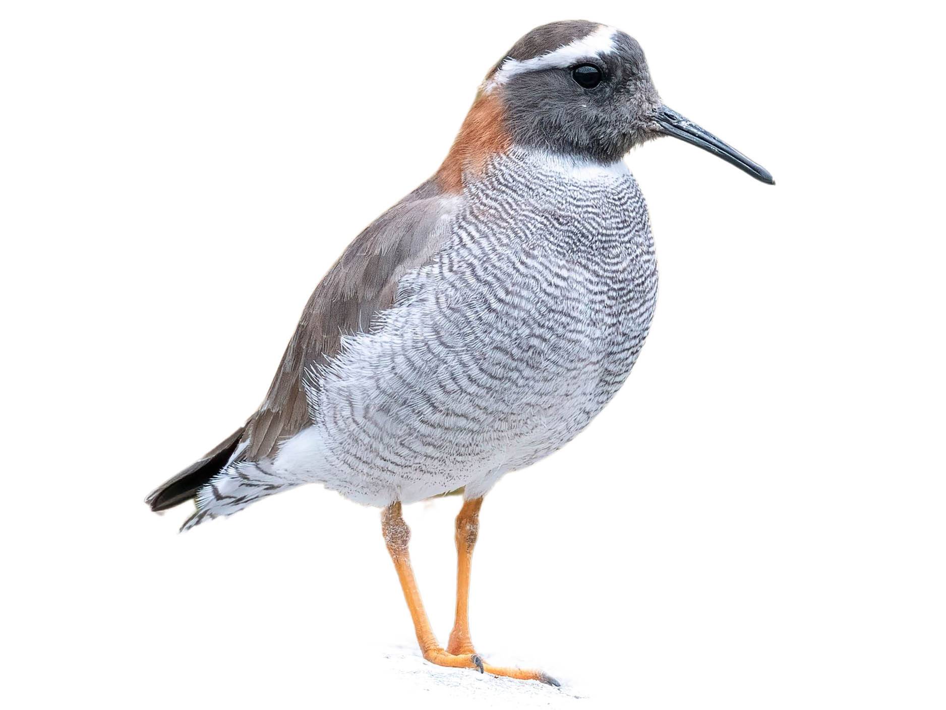 A photo of a Diademed Sandpiper-Plover (Phegornis mitchellii)