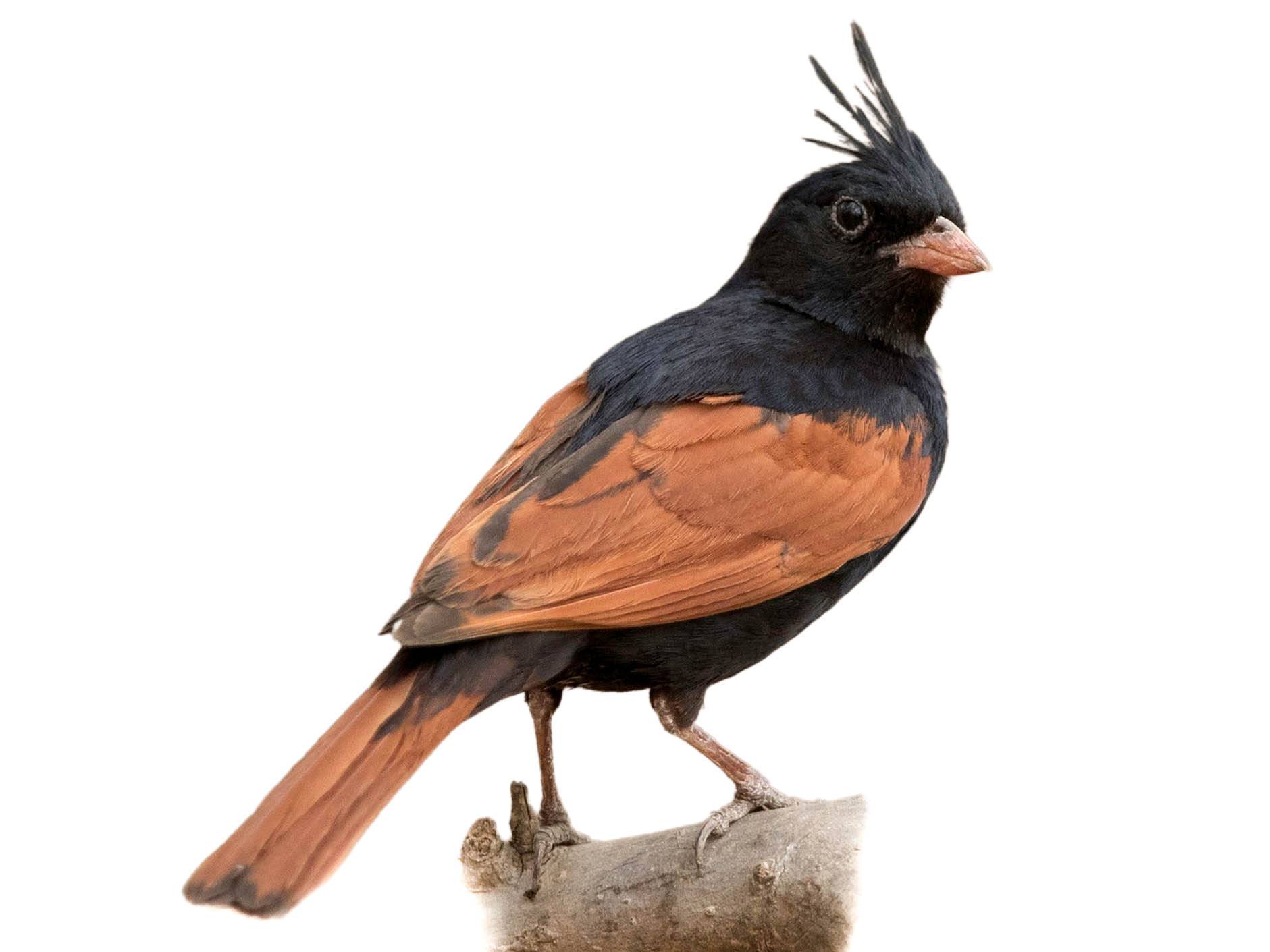 A photo of a Crested Bunting (Emberiza lathami), male