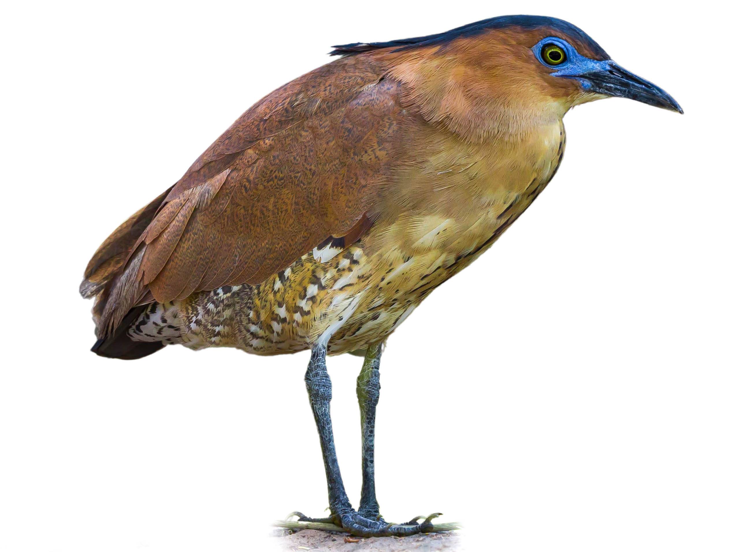 A photo of a Malayan Night Heron (Gorsachius melanolophus)