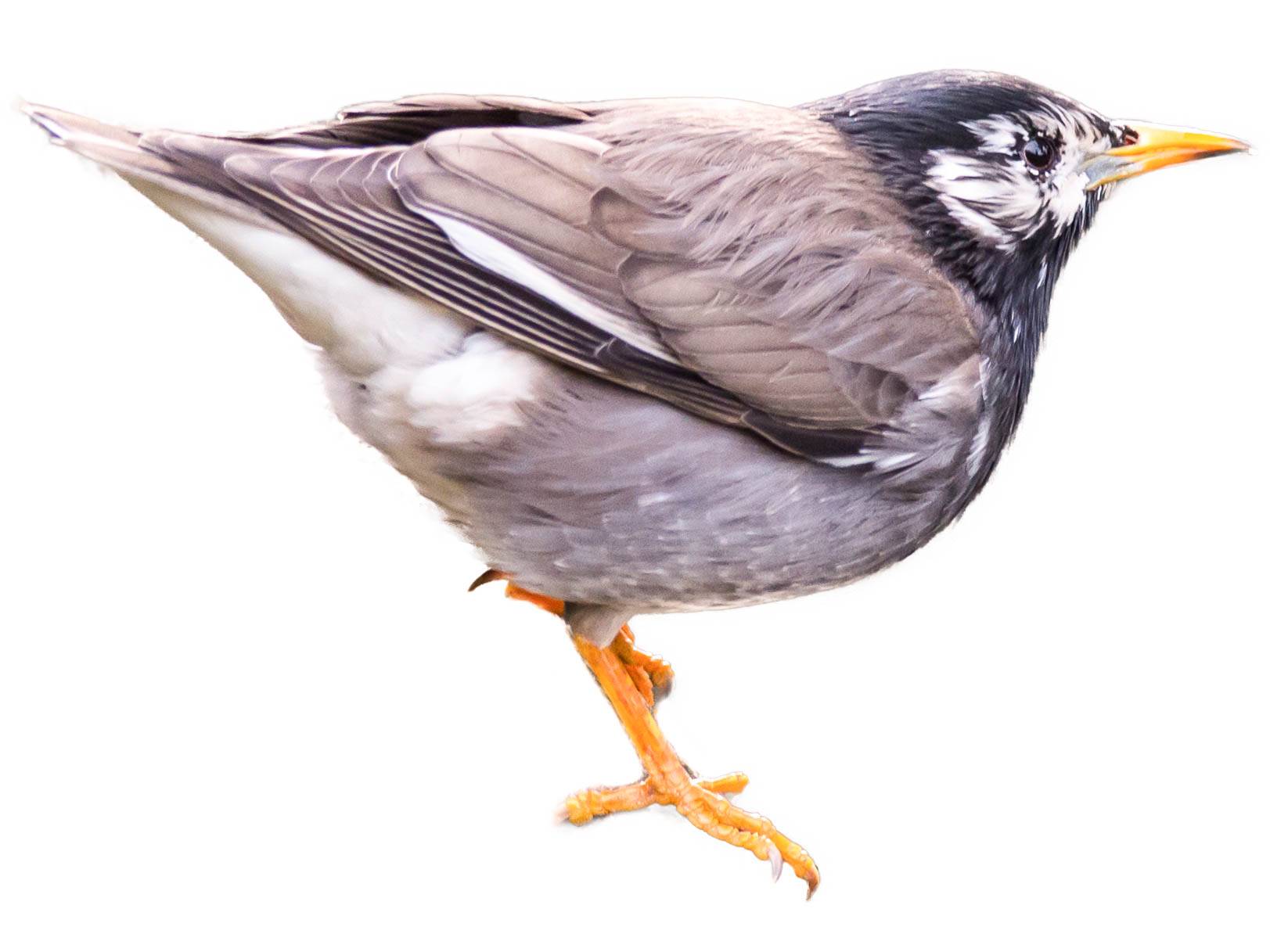 A photo of a White-cheeked Starling (Spodiopsar cineraceus)