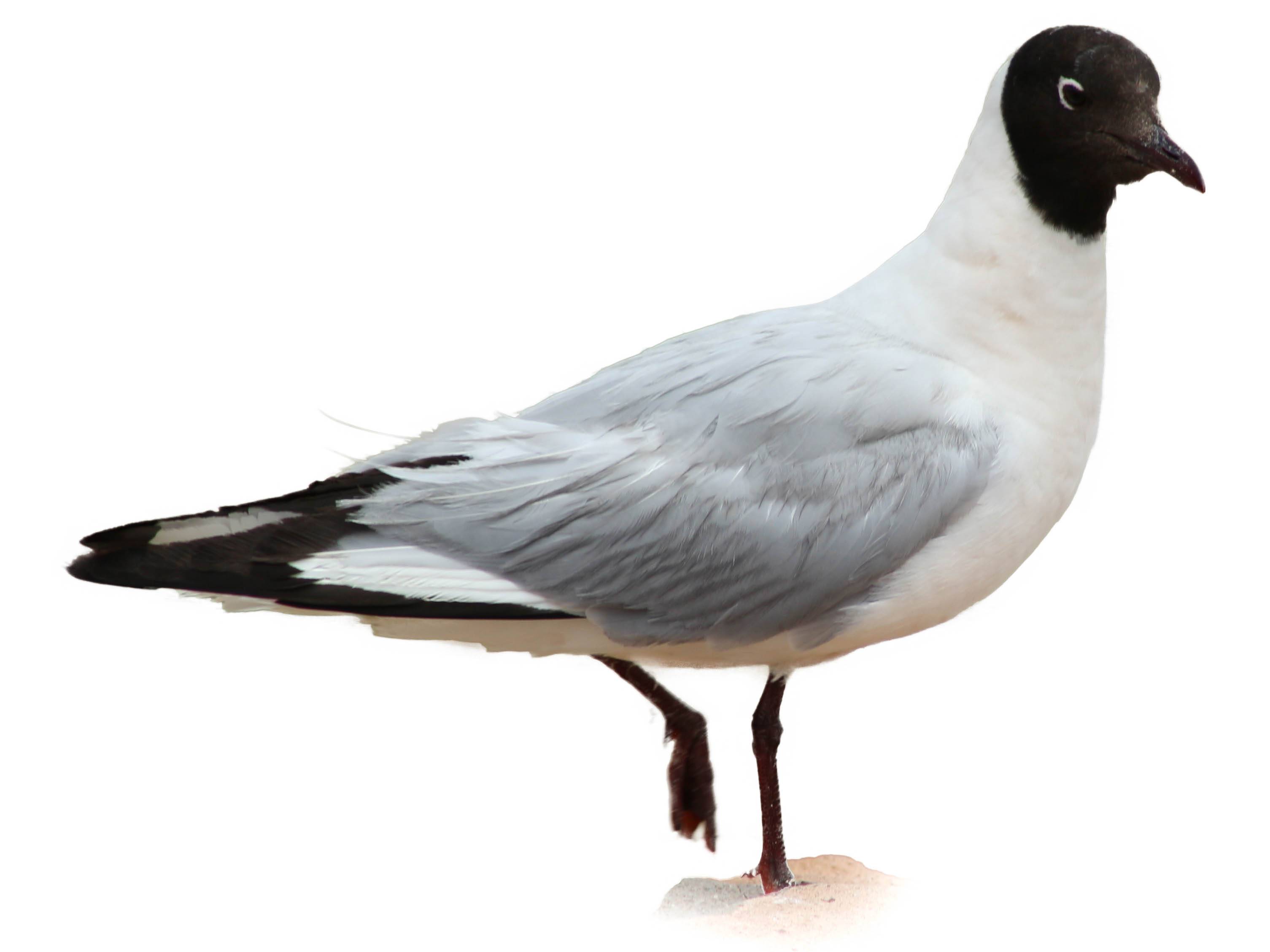 A photo of a Andean Gull (Chroicocephalus serranus)