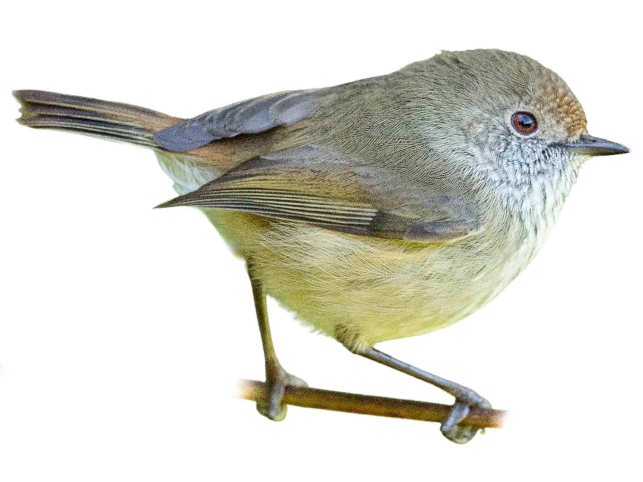 A photo of a Brown Thornbill (Acanthiza pusilla)