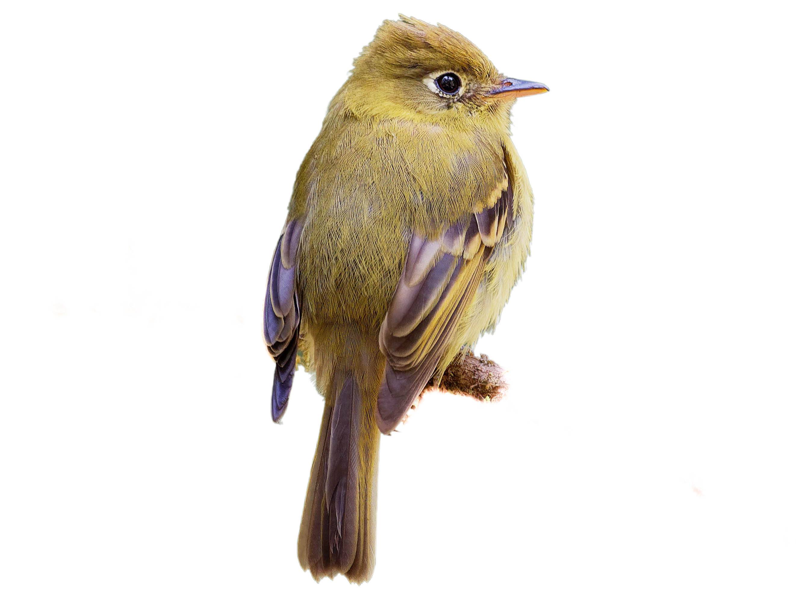 A photo of a Yellowish Flycatcher (Empidonax flavescens)