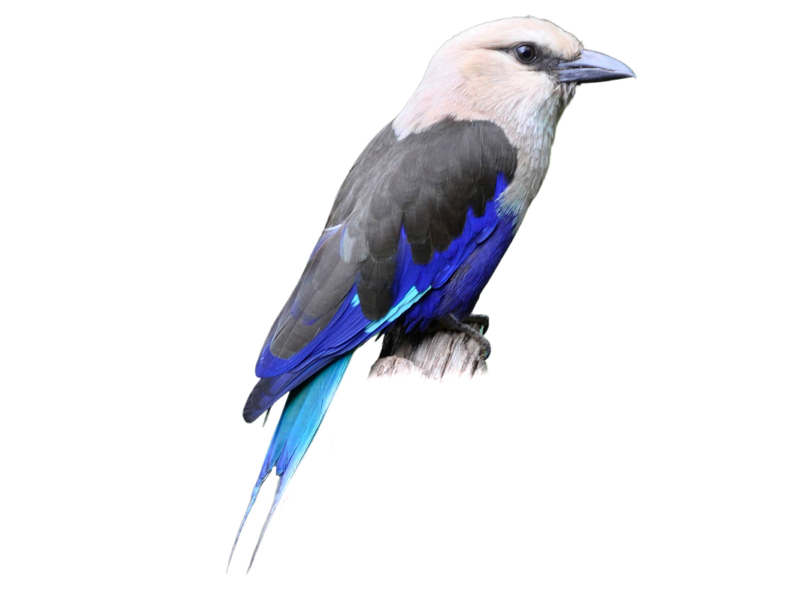 A photo of a Blue-bellied Roller (Coracias cyanogaster)