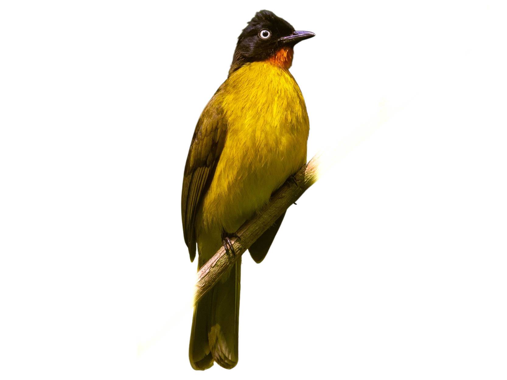 A photo of a Flame-throated Bulbul (Rubigula gularis)