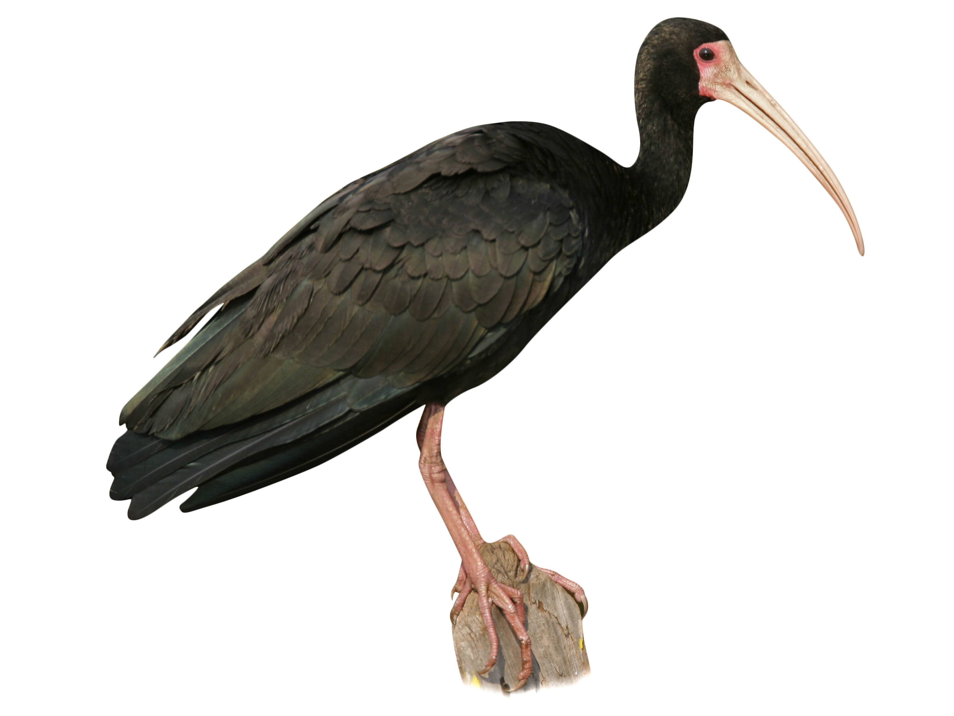 A photo of a Bare-faced Ibis (Phimosus infuscatus)