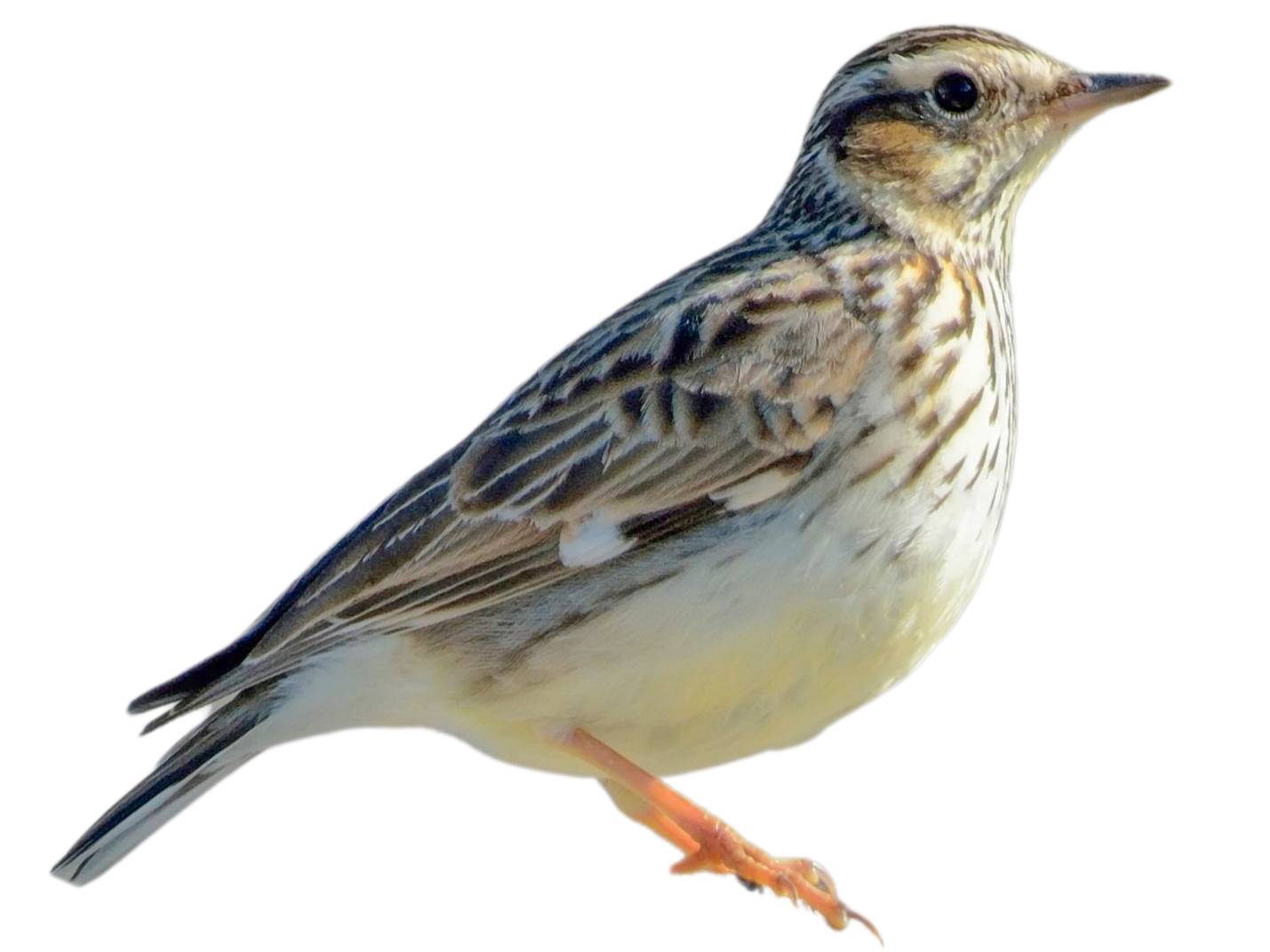 A photo of a Woodlark (Lullula arborea)