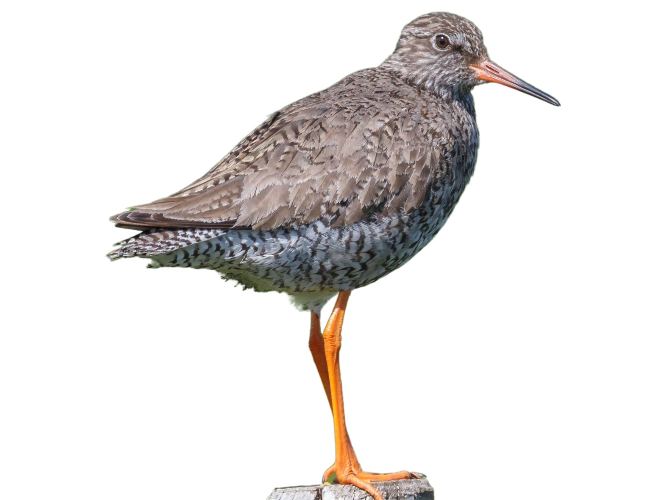 A photo of a Common Redshank (Tringa totanus)