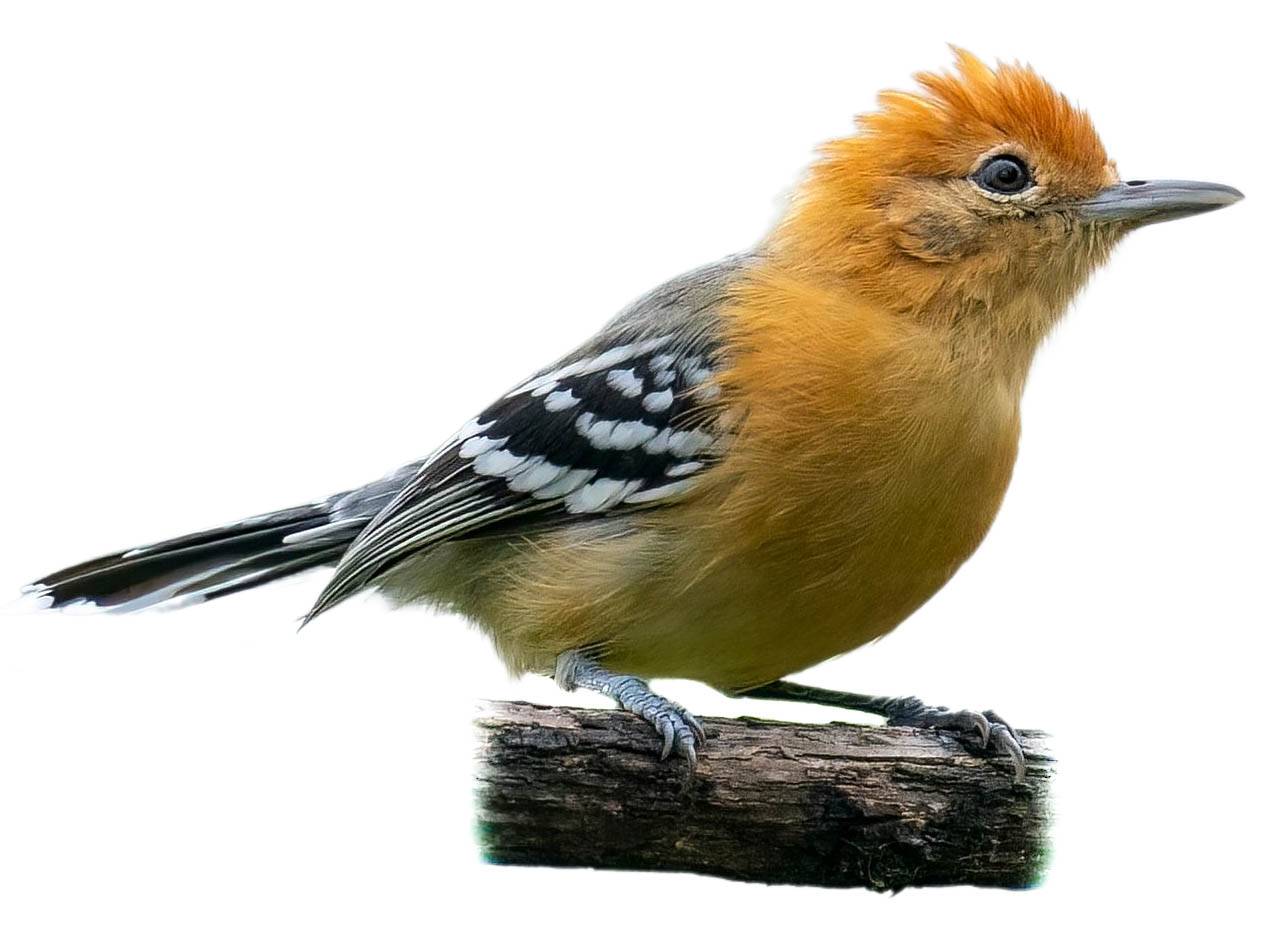 A photo of a Large-billed Antwren (Herpsilochmus longirostris), female