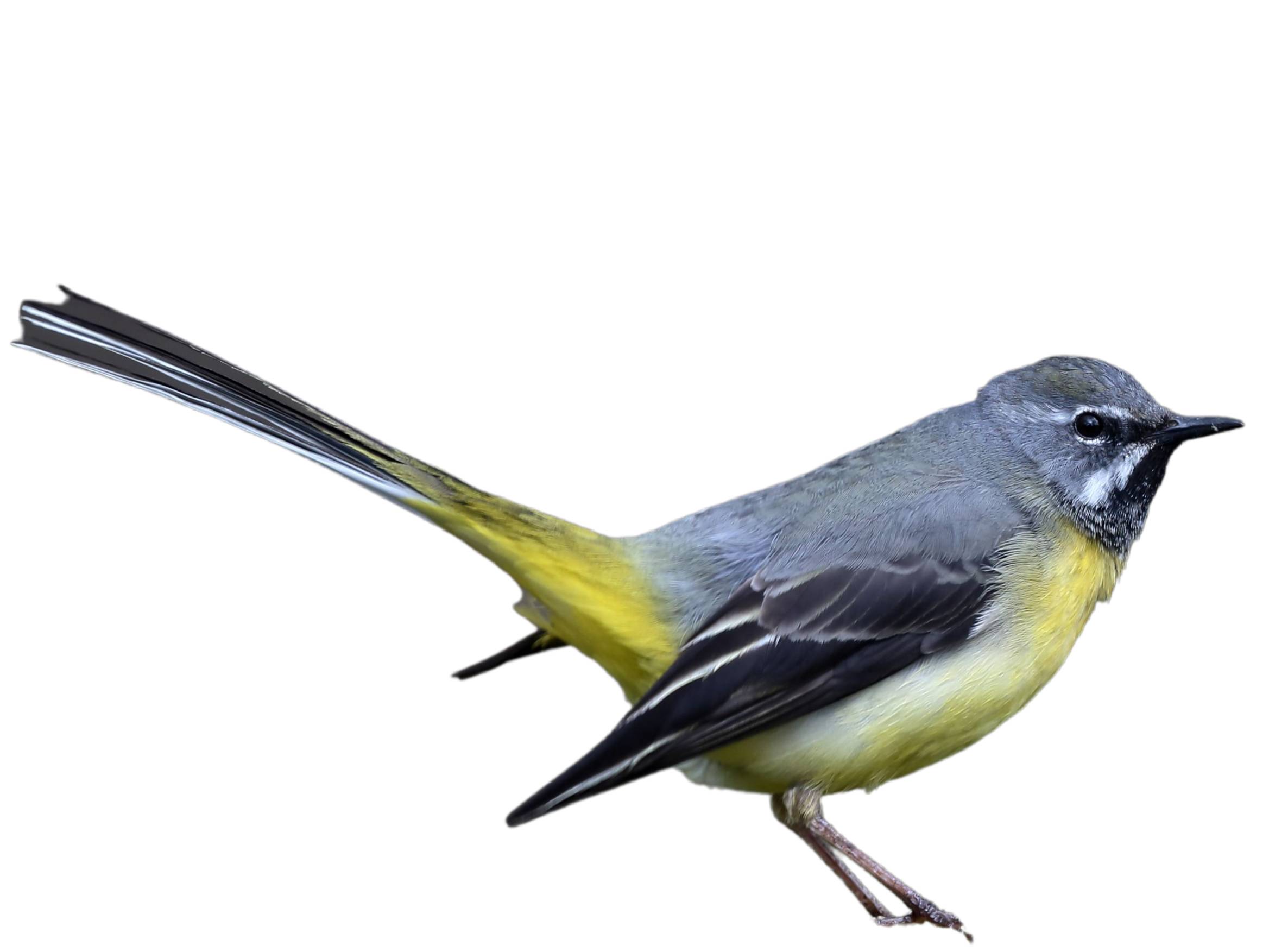 A photo of a Grey Wagtail (Motacilla cinerea), male