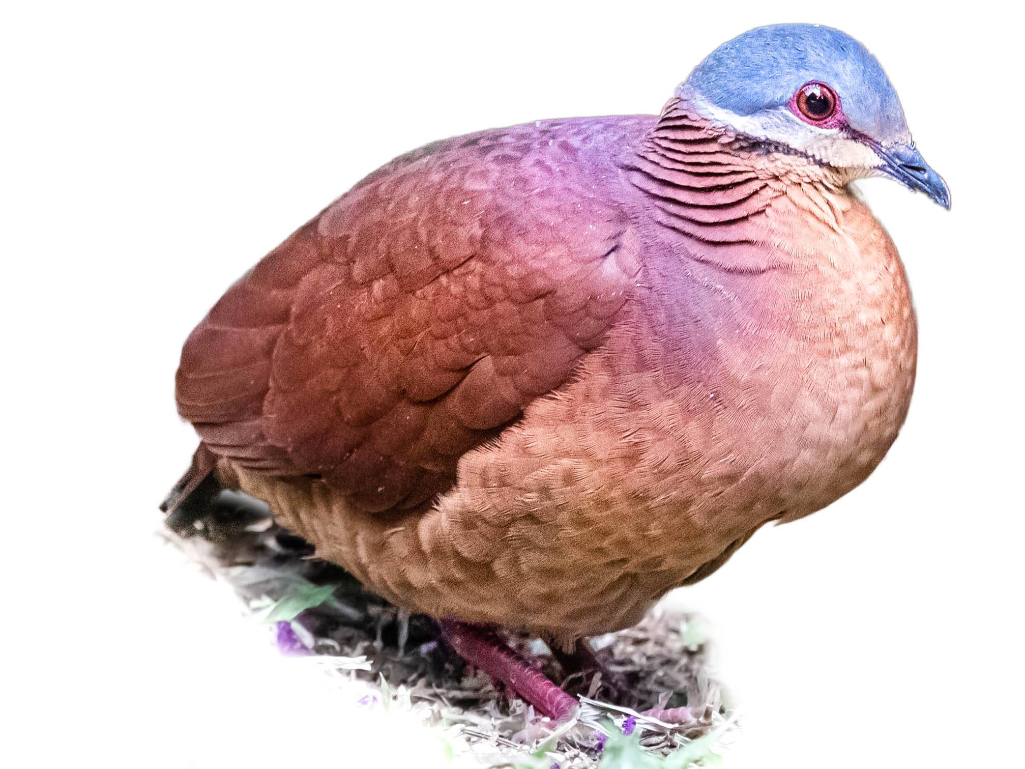 A photo of a Chiriqui Quail-Dove (Zentrygon chiriquensis)