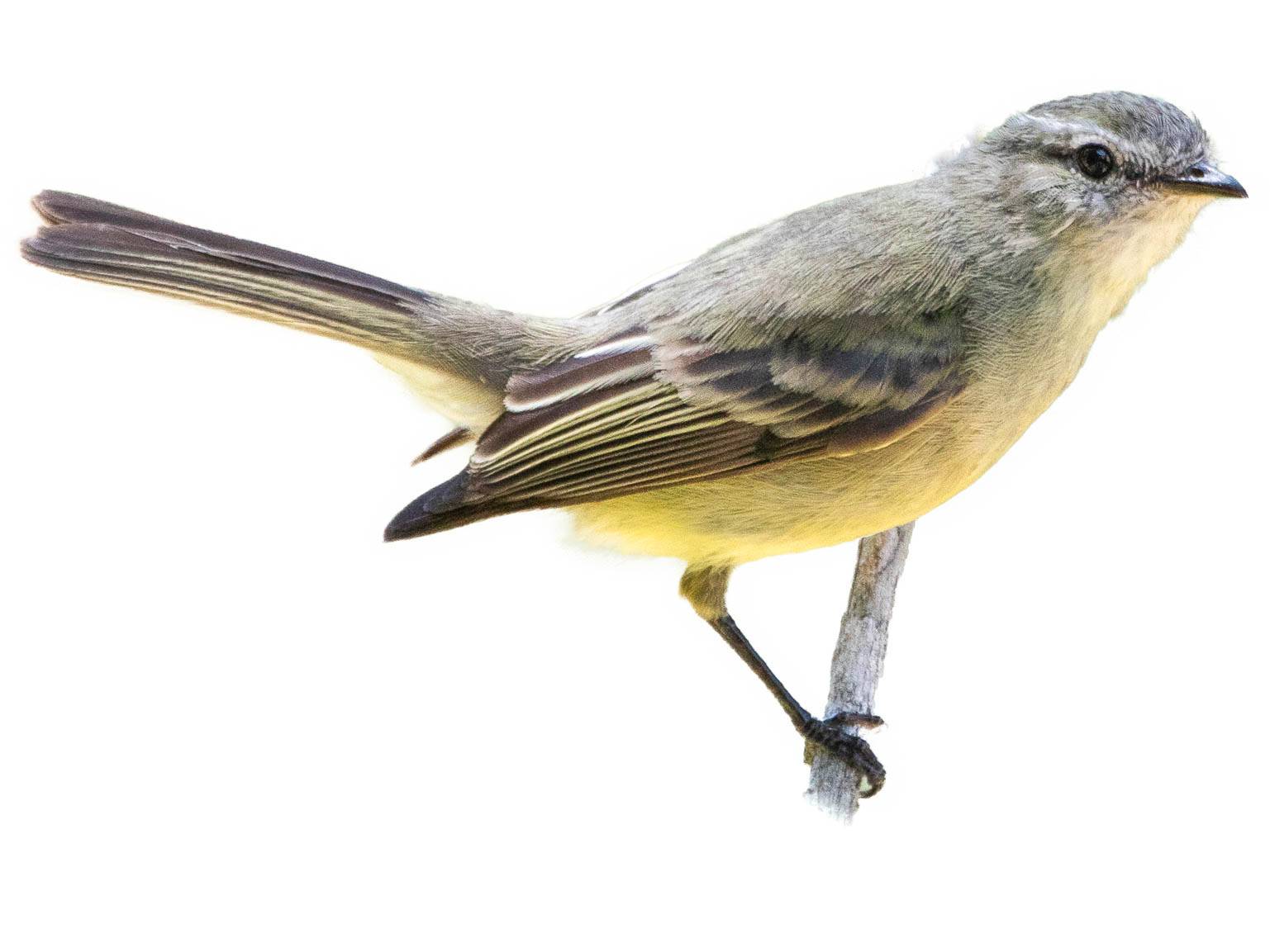 A photo of a Planalto Tyrannulet (Phyllomyias fasciatus)