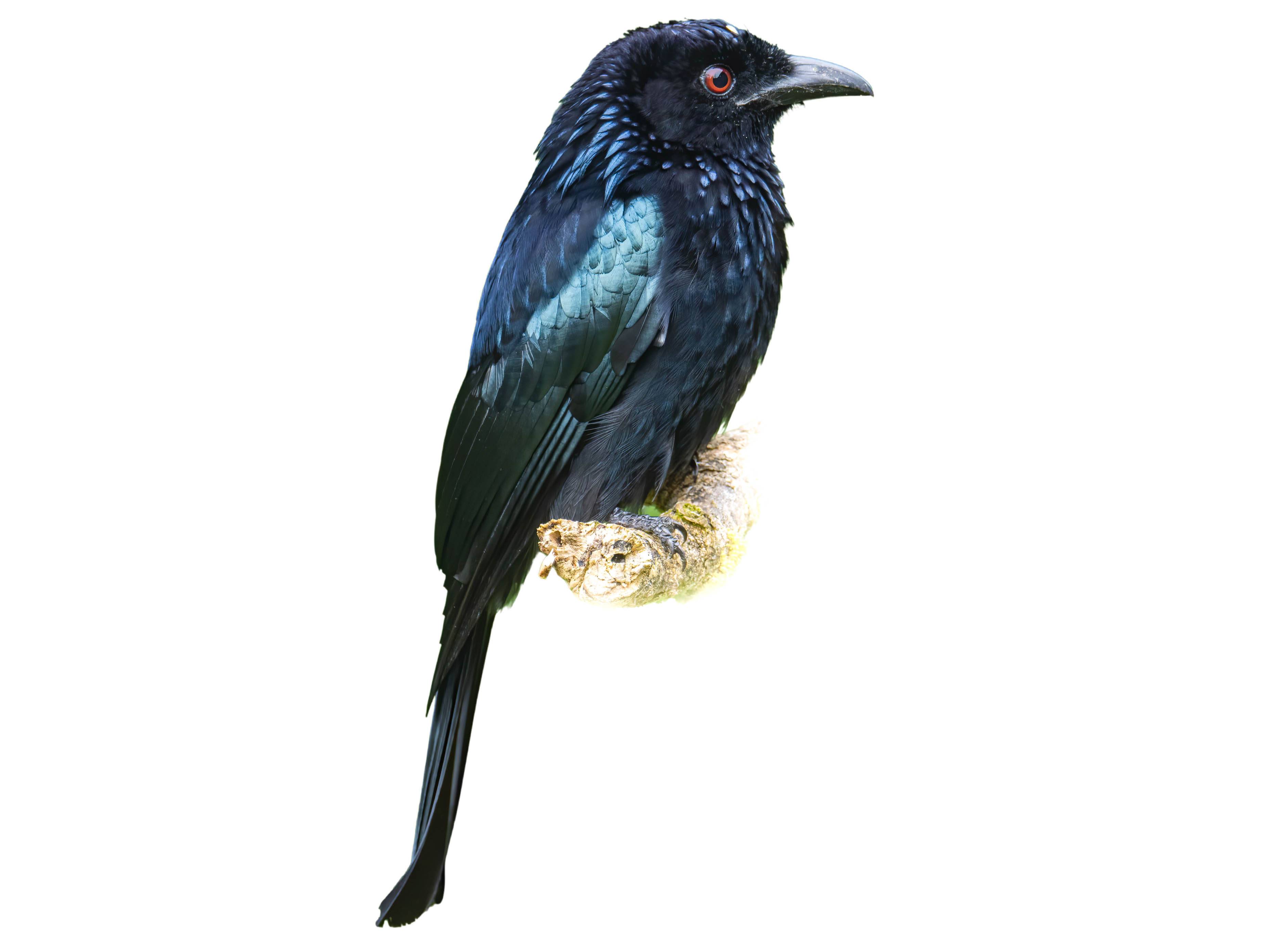 A photo of a Spangled Drongo (Dicrurus bracteatus)