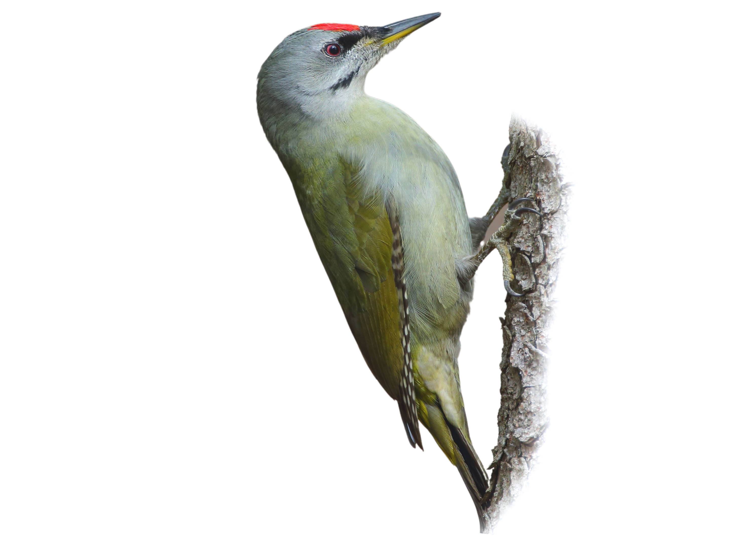 A photo of a Grey-headed Woodpecker (Picus canus), male