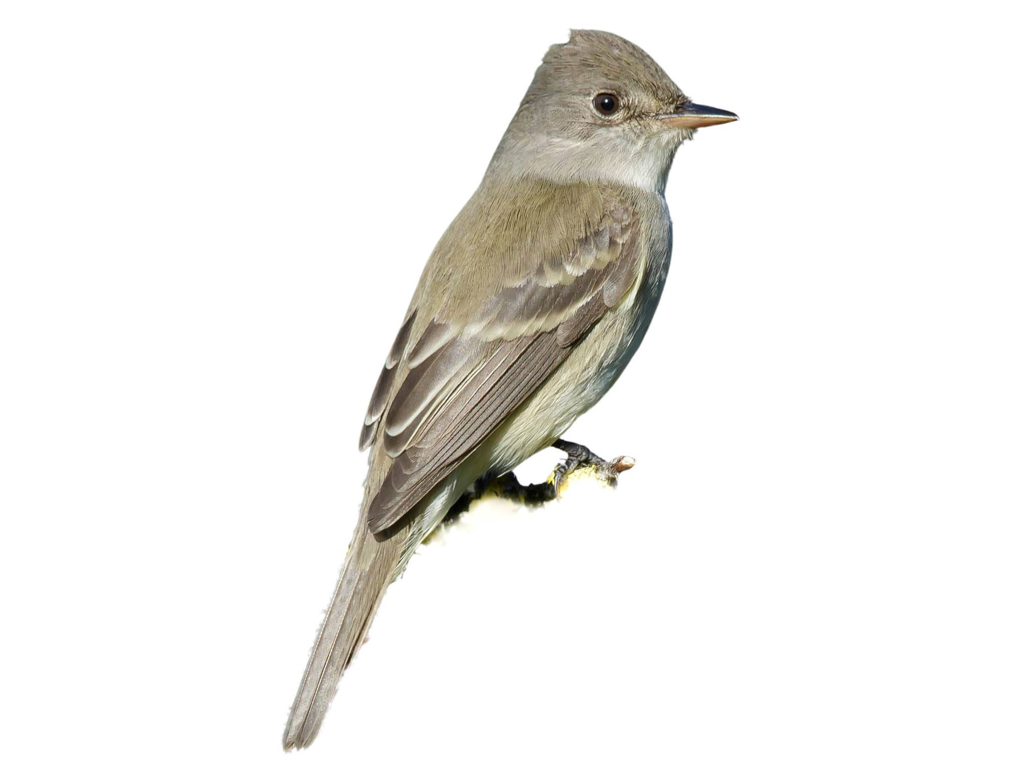 A photo of a Willow Flycatcher (Empidonax traillii)