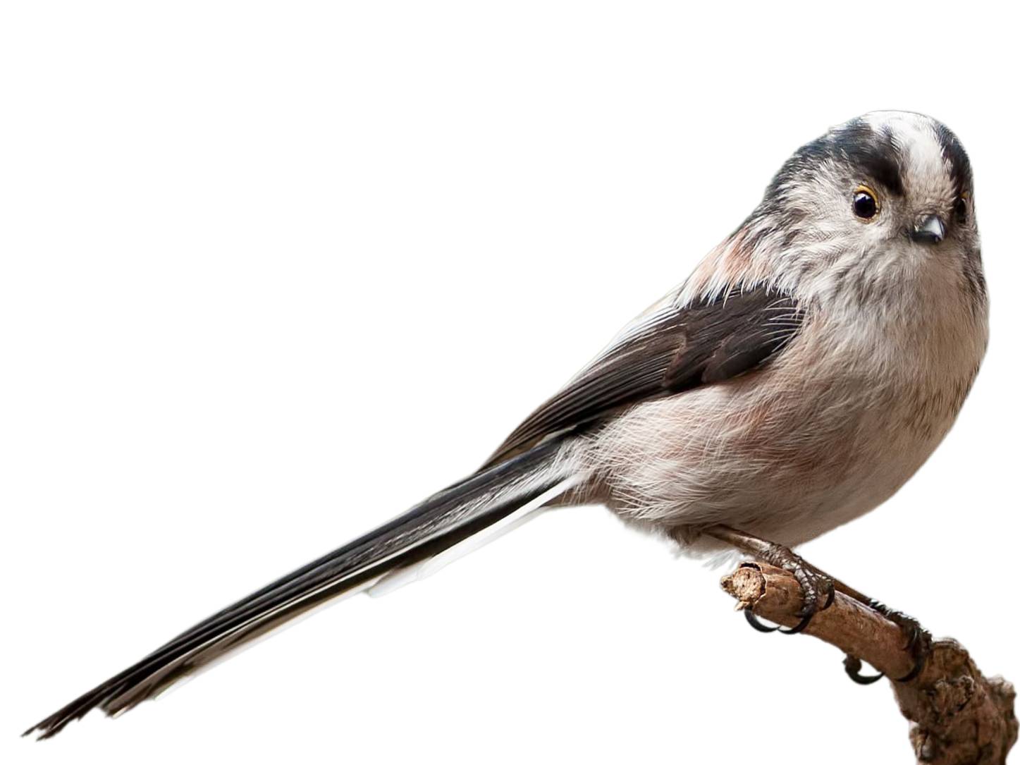 A photo of a Long-tailed Tit (Aegithalos caudatus)