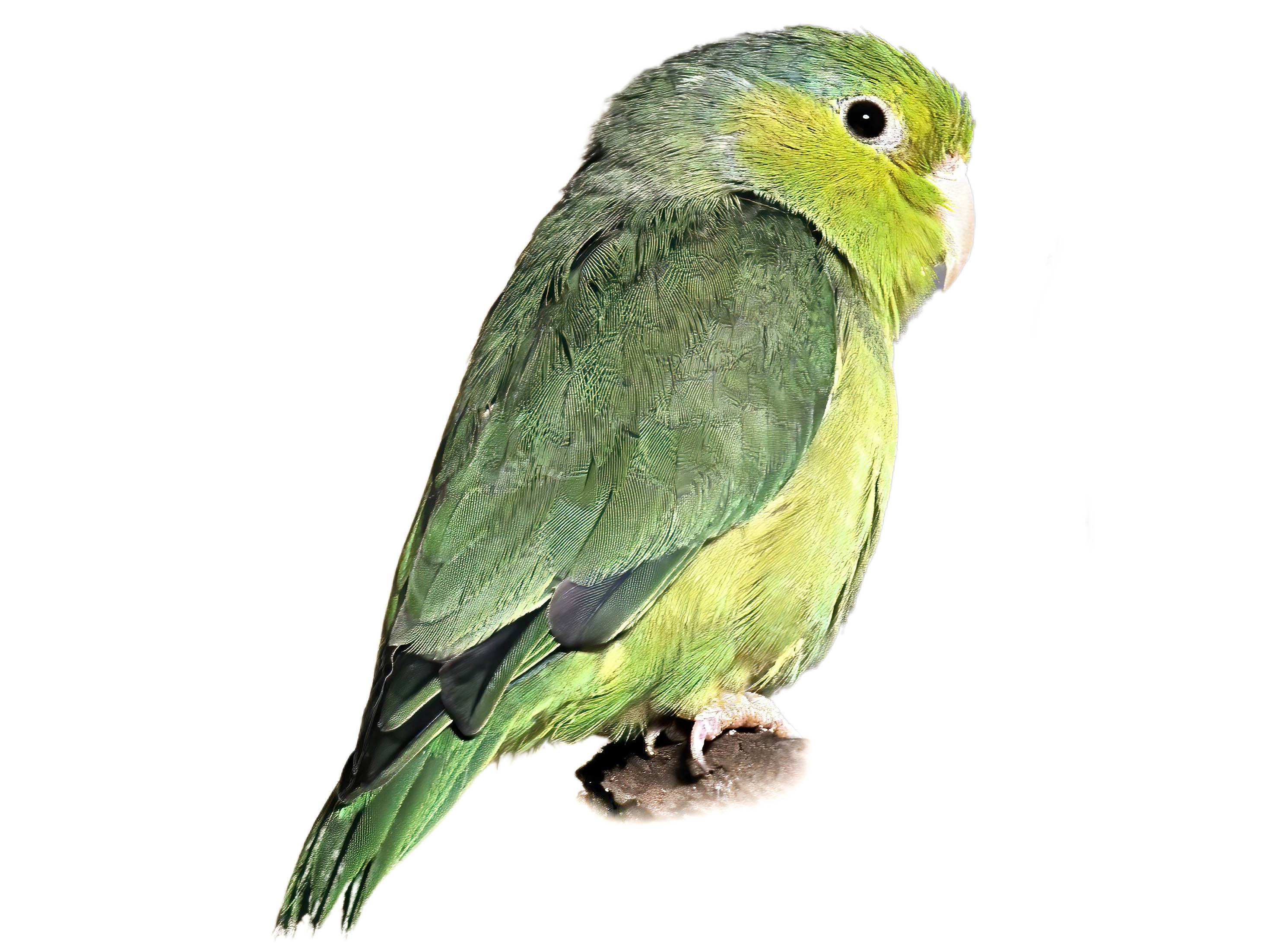 A photo of a Pacific Parrotlet (Forpus coelestis)