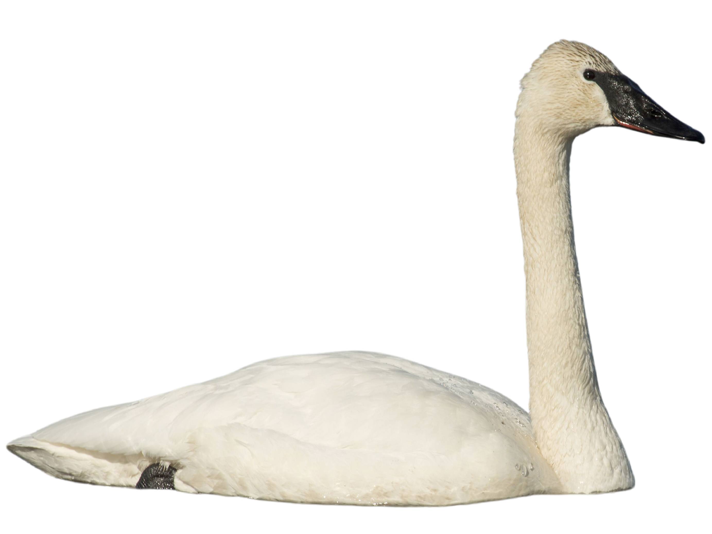 A photo of a Trumpeter Swan (Cygnus buccinator)