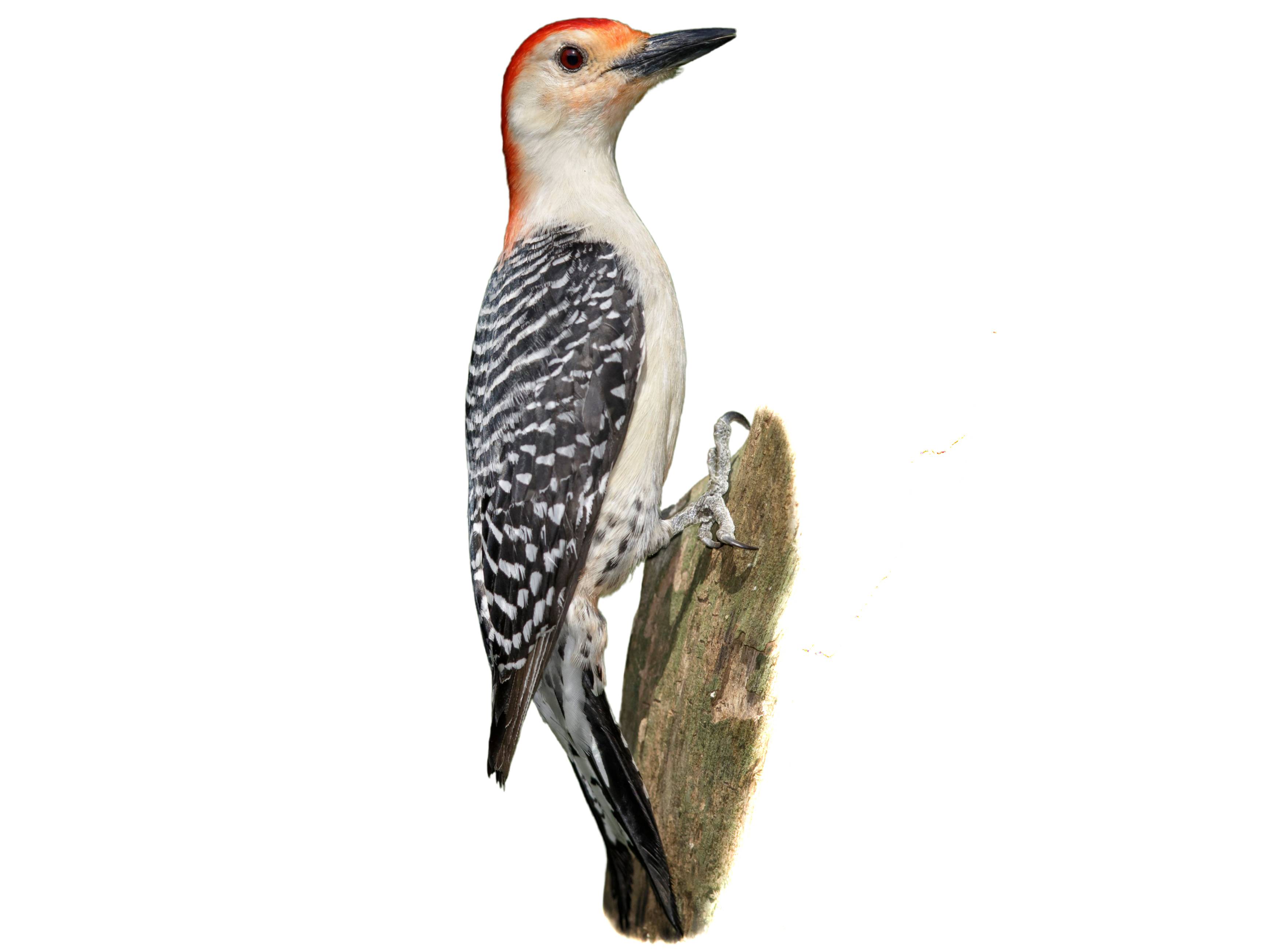 A photo of a Red-bellied Woodpecker (Melanerpes carolinus), male