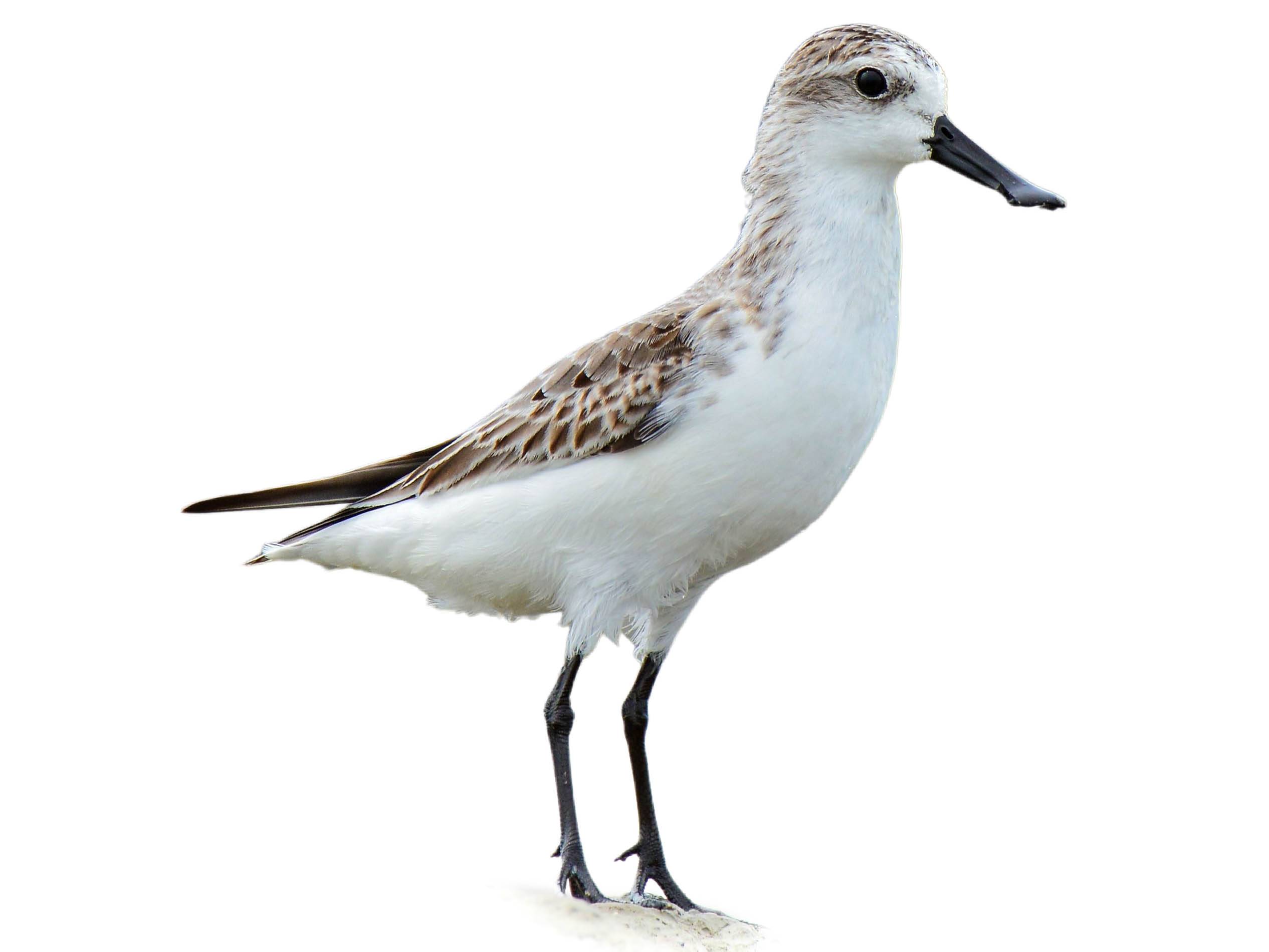 A photo of a Spoon-billed Sandpiper (Calidris pygmaea)