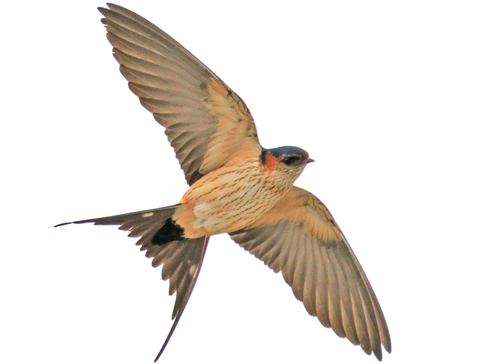 A photo of a Red-rumped Swallow (Cecropis daurica)