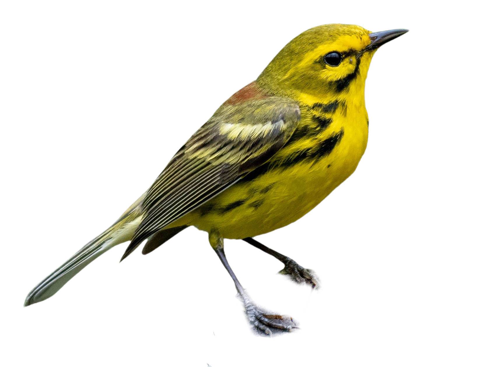 A photo of a Prairie Warbler (Setophaga discolor), male