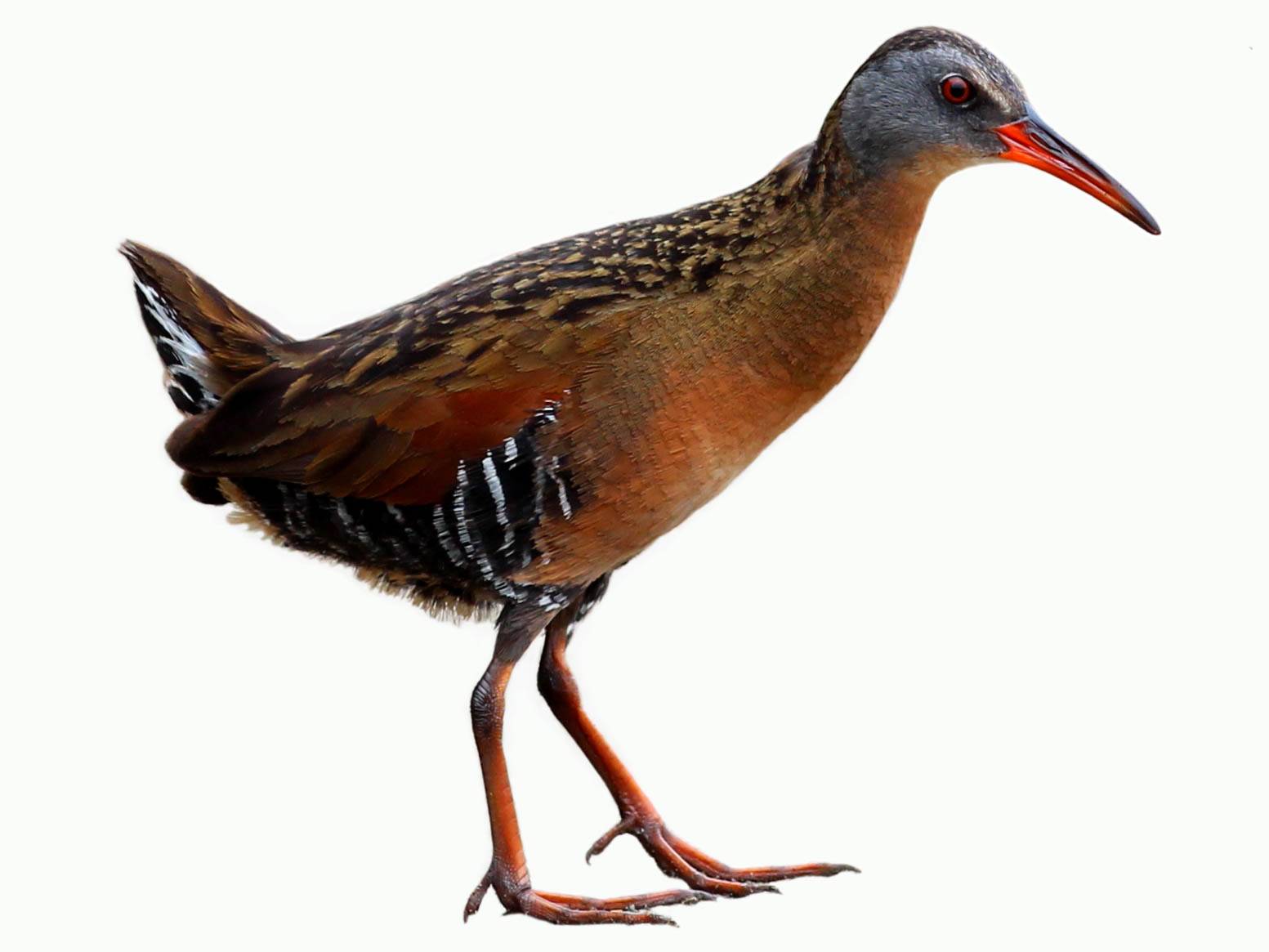 A photo of a Virginia Rail (Rallus limicola)