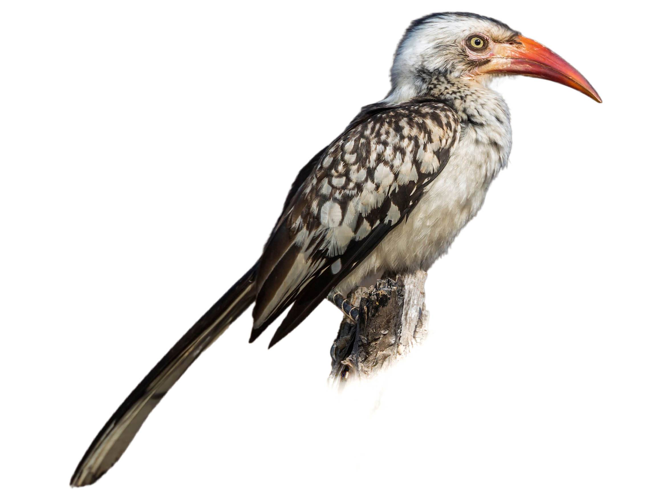 A photo of a Southern Red-billed Hornbill (Tockus rufirostris)