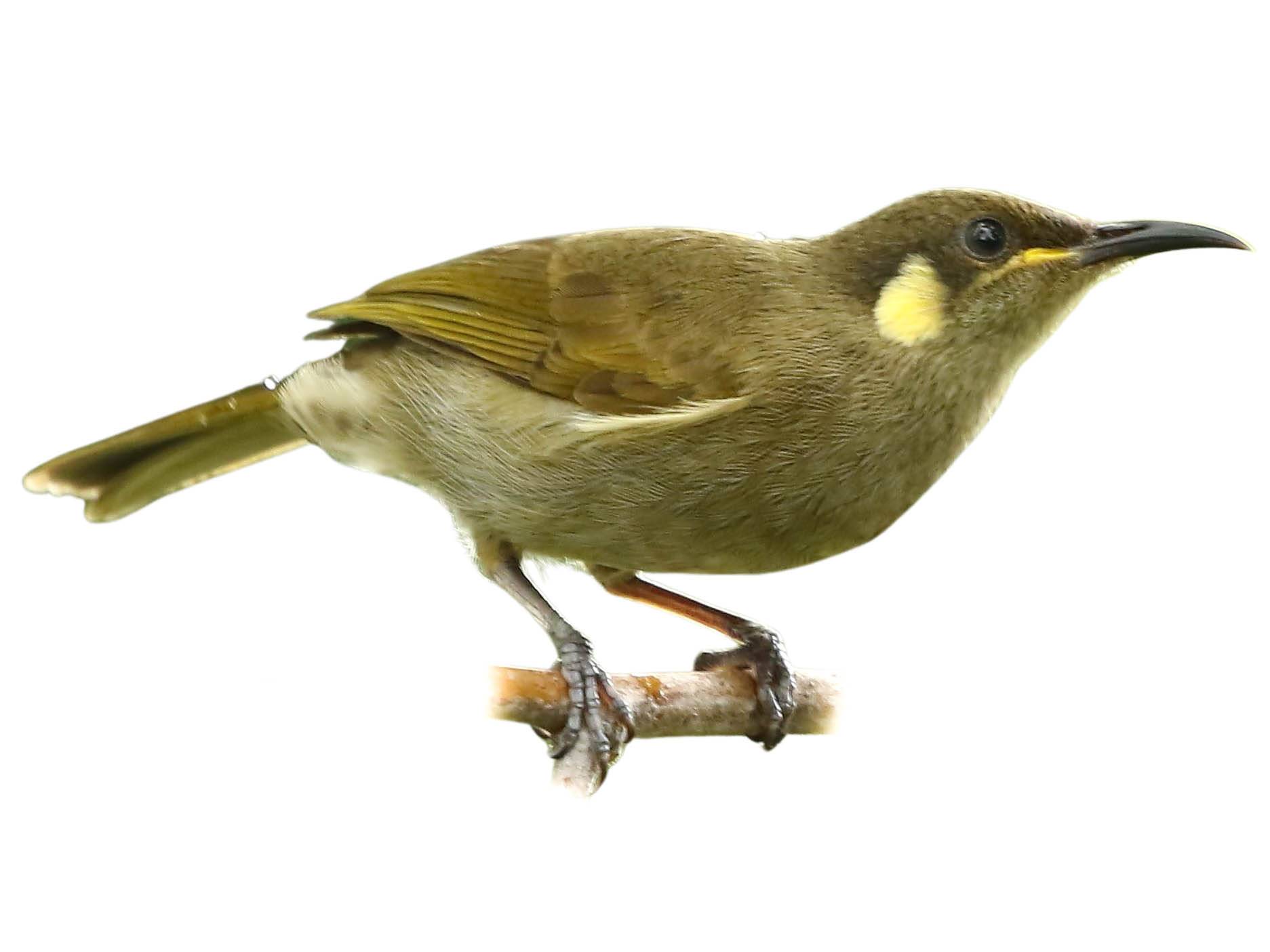 A photo of a Graceful Honeyeater (Microptilotis gracilis)