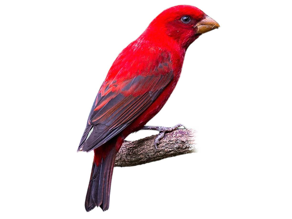 A photo of a Scarlet Finch (Carpodacus sipahi), male