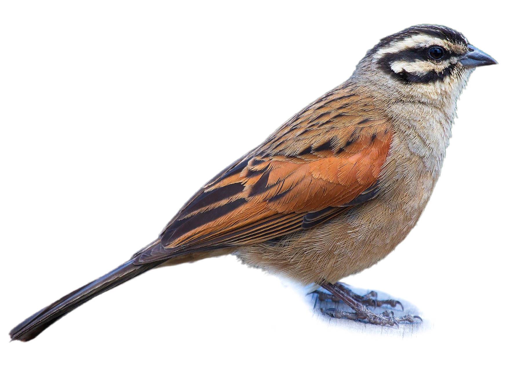 A photo of a Cape Bunting (Emberiza capensis)