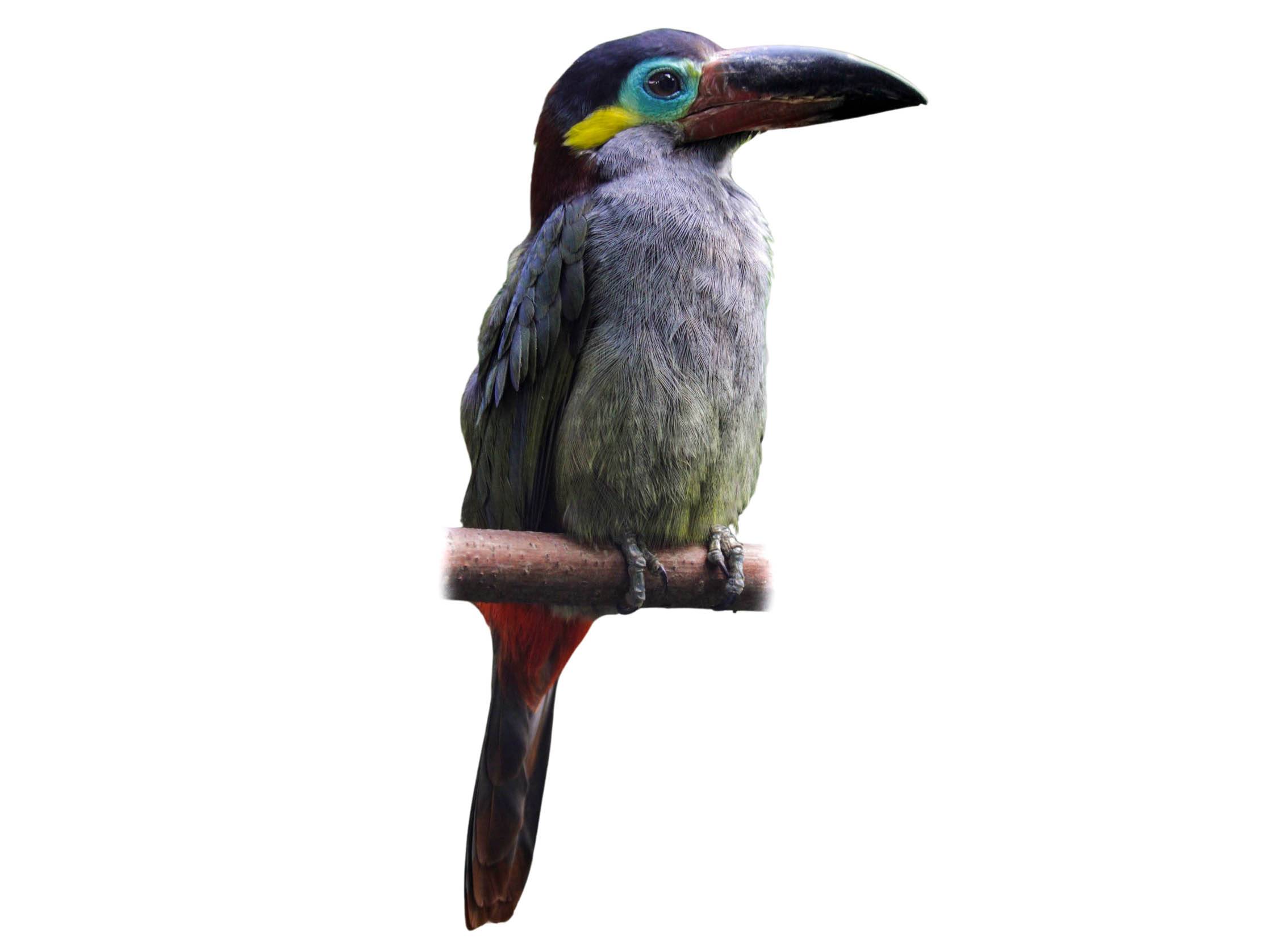 A photo of a Guianan Toucanet (Selenidera piperivora), female