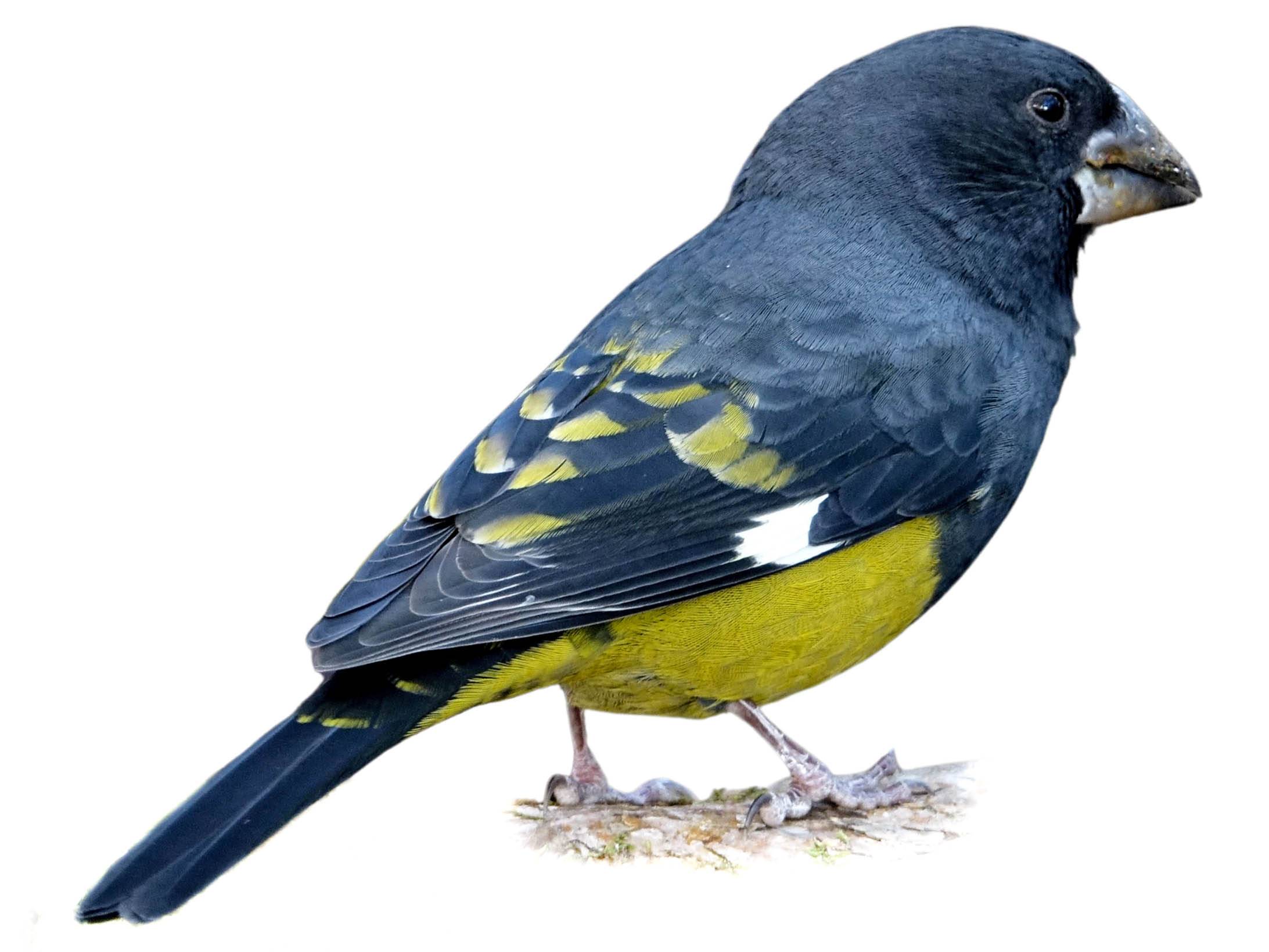 A photo of a White-winged Grosbeak (Mycerobas carnipes), male