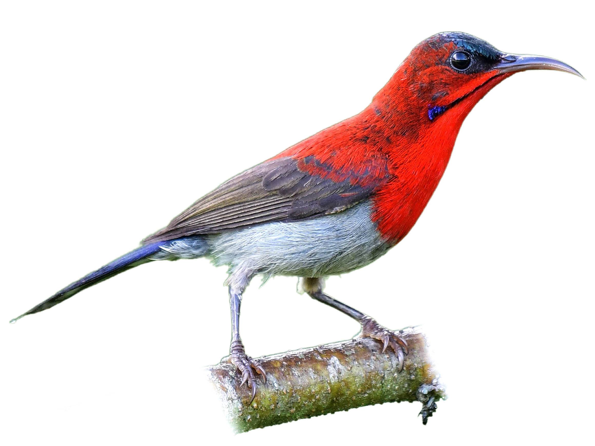A photo of a Crimson Sunbird (Aethopyga siparaja), male