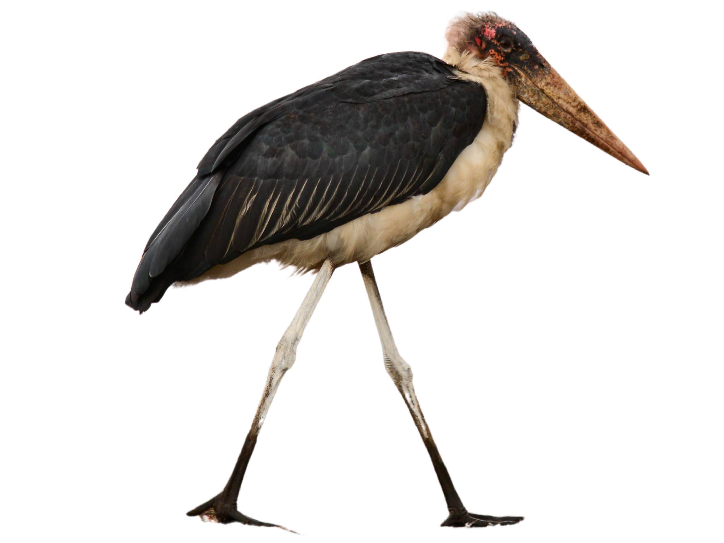 A photo of a Marabou Stork (Leptoptilos crumenifer)