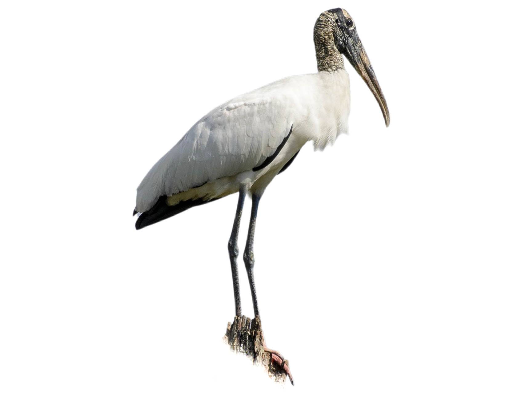 A photo of a Wood Stork (Mycteria americana)